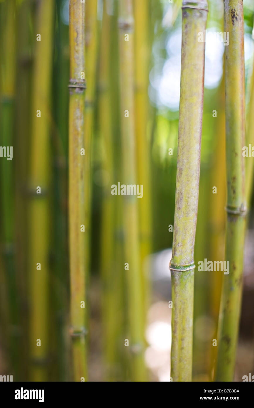 Close-up of Bamboo in Bamboo Forest in Golden Gate Park, San Francisco, California, USA Stock Photo