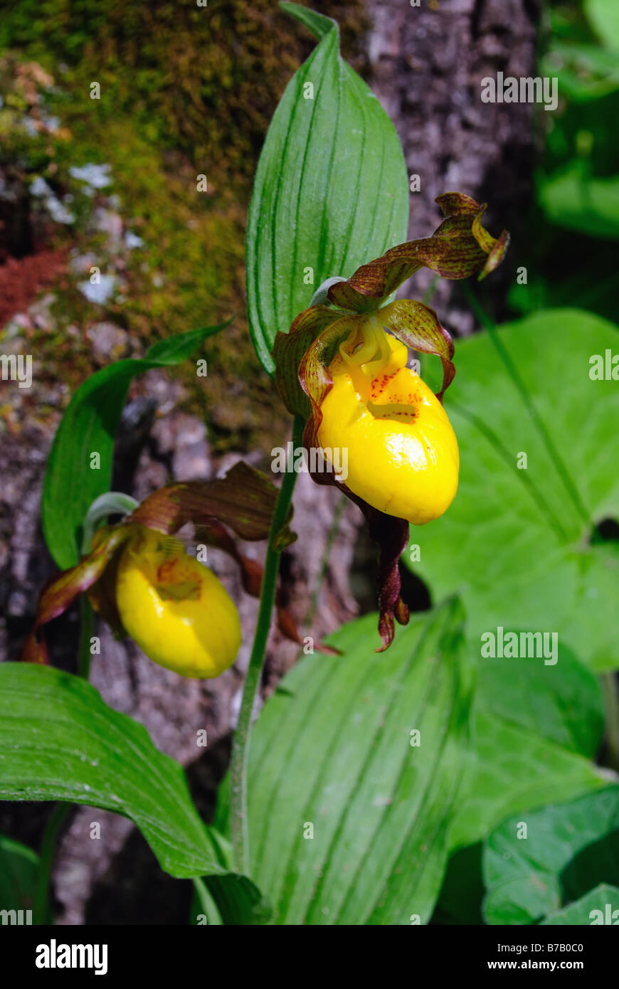 Yellow lady's slipper Cypripedium calceolus pubescens Stock Photo