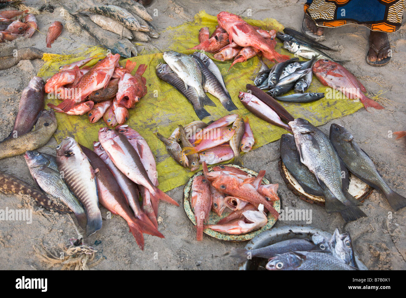 Piles of fish dot the beach at this beachside fish market in Dakar ...