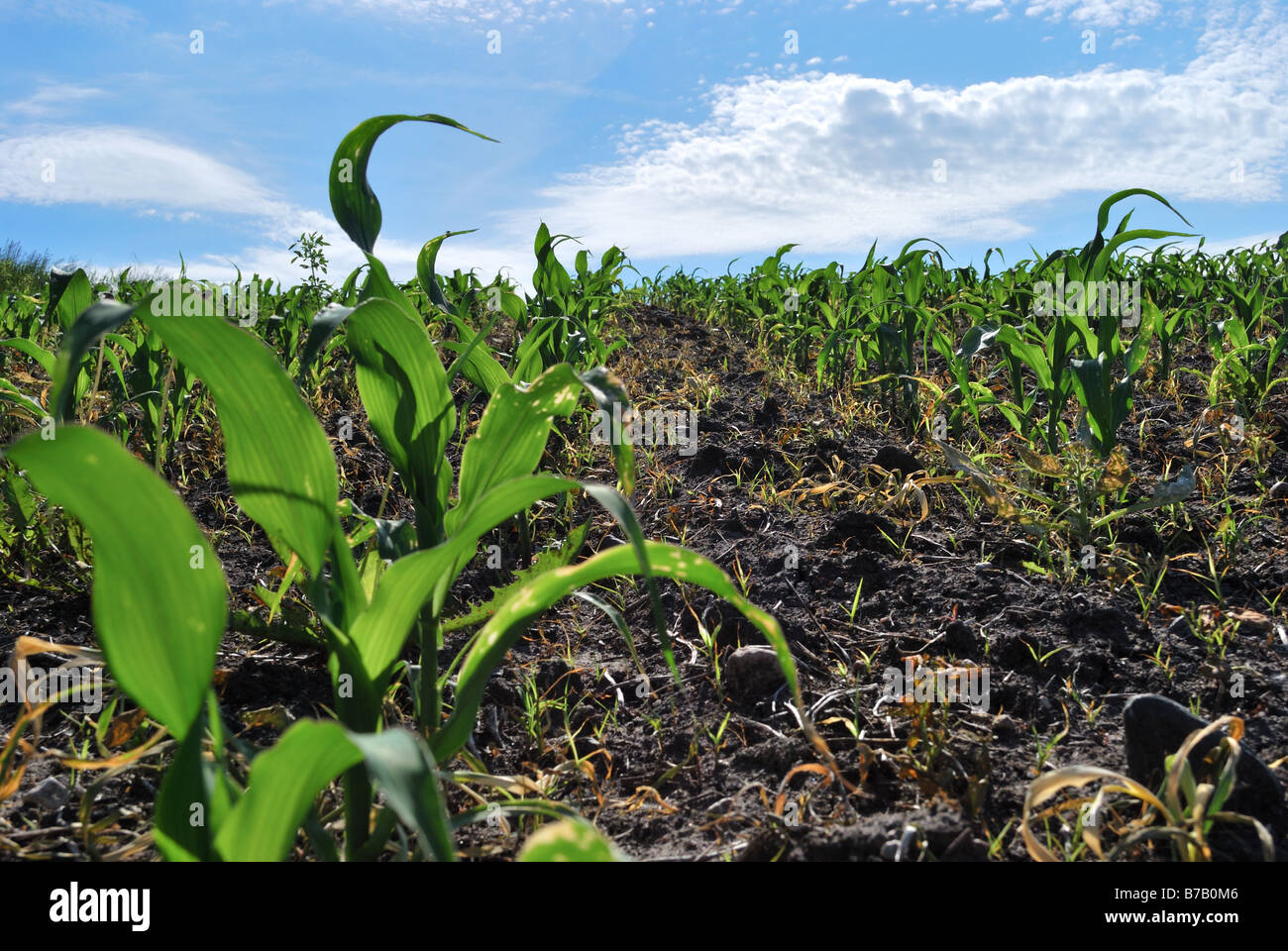 Young corn plant hi-res stock photography and images - Alamy