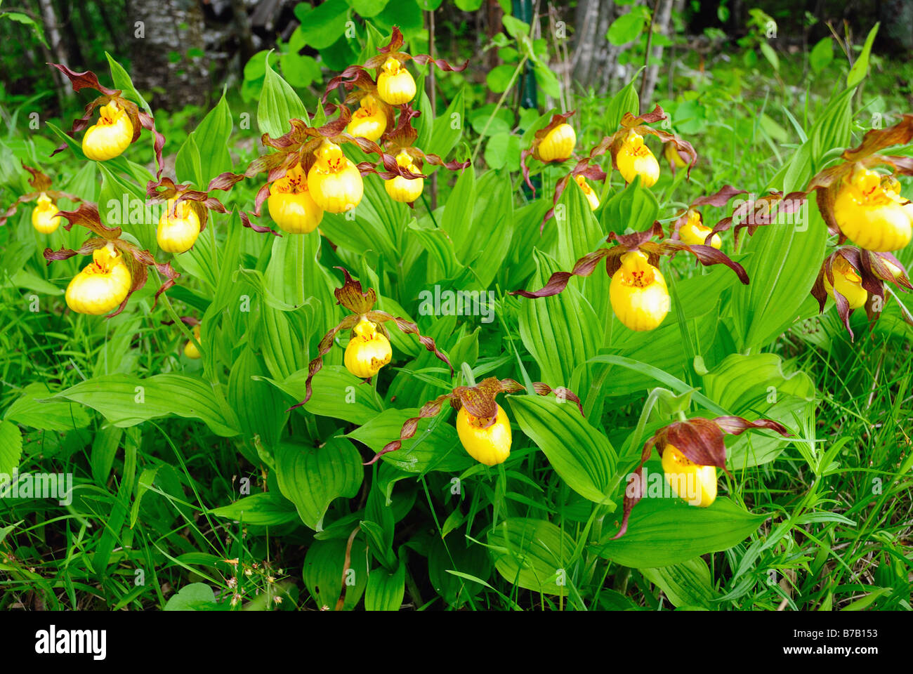 Yellow lady's slippers Cypripedium calceolus pubescens Stock Photo
