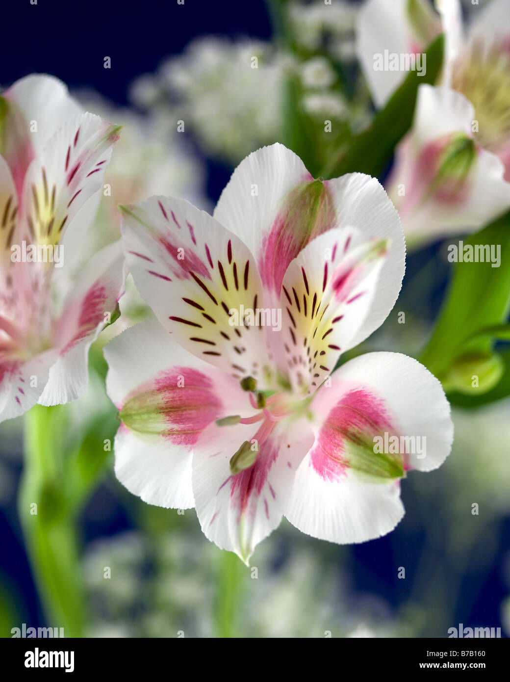 Pink Tiger Lilly Flower Against Blue Background Stock Photo