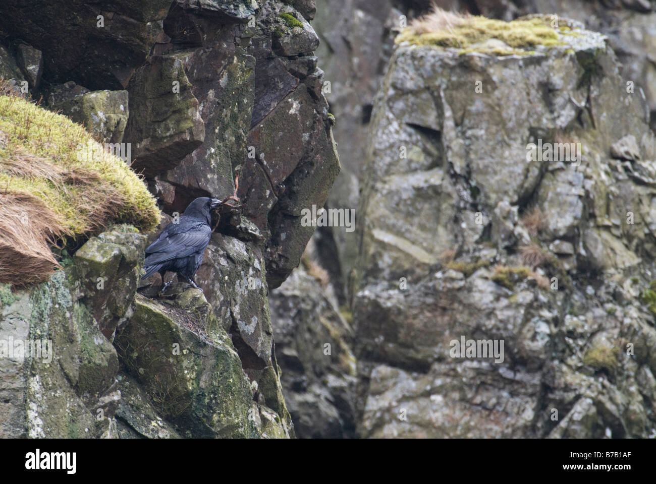 Adult raven Corvus corax bringing in heather stem to construct new nest Dumfries Galloway Scotland April Stock Photo
