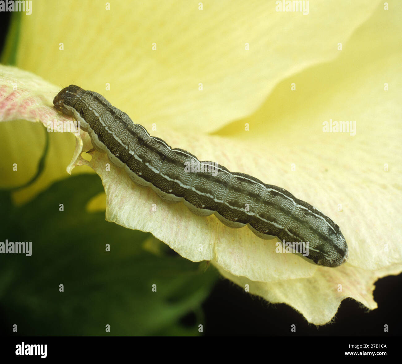 Lesser armyworm Spodoptera exigua caterpillar on a cotton flower Stock Photo