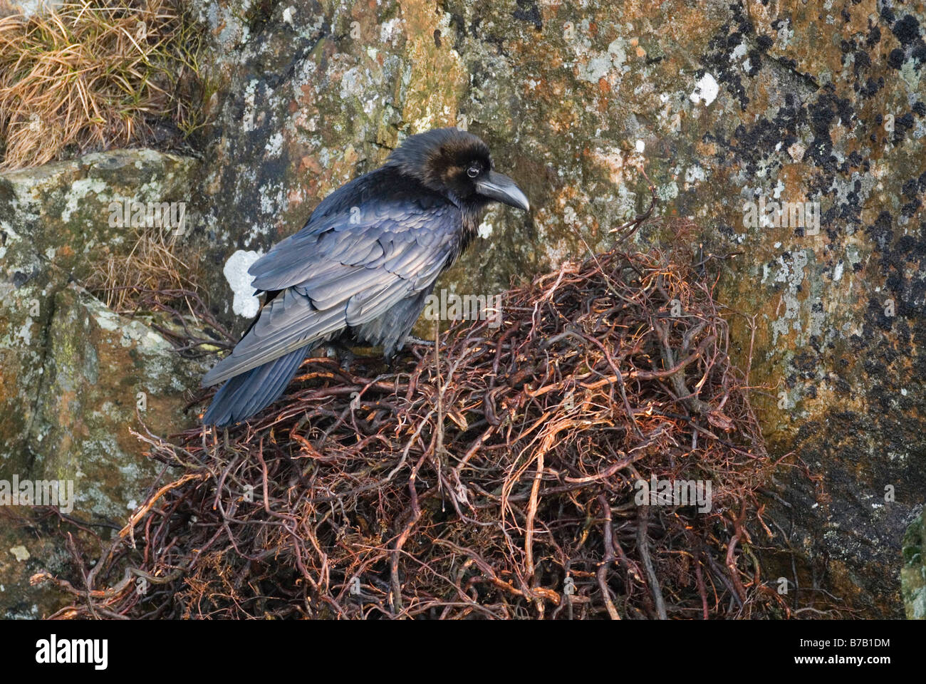Adult raven Corvus corax on nest made of heather Calluna vulgaris stems Dumfries Galloway Scotland April Stock Photo