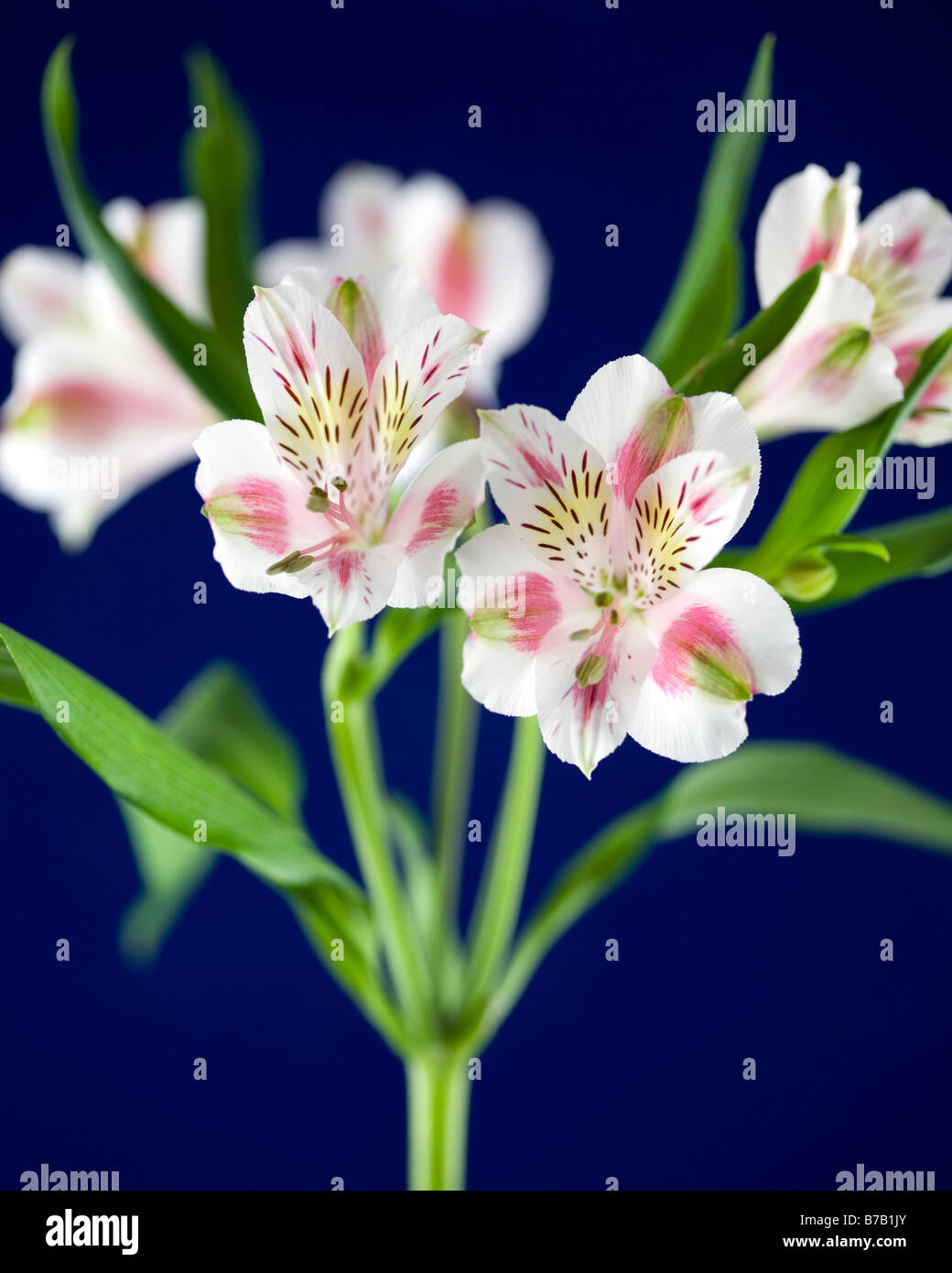 Pink Tiger Lilly Flower Against Blue Background Stock Photo