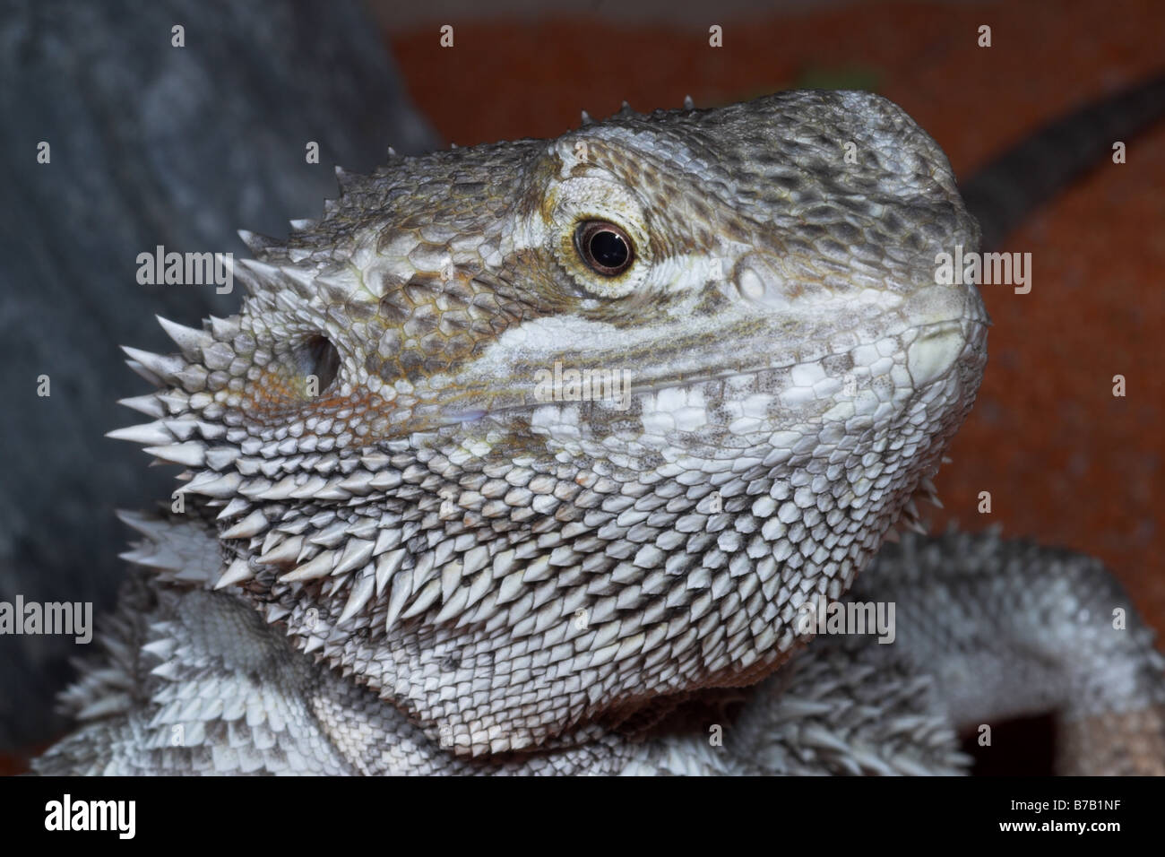 Bearded Dragon Spines Hi res Stock Photography And Images Alamy bearded-dragon-spines-hi-res-stock-photography-and-images-alamy
