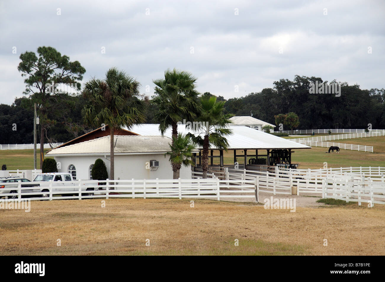 New England Shire Horse Center in Ocala Florida USA Stock Photo