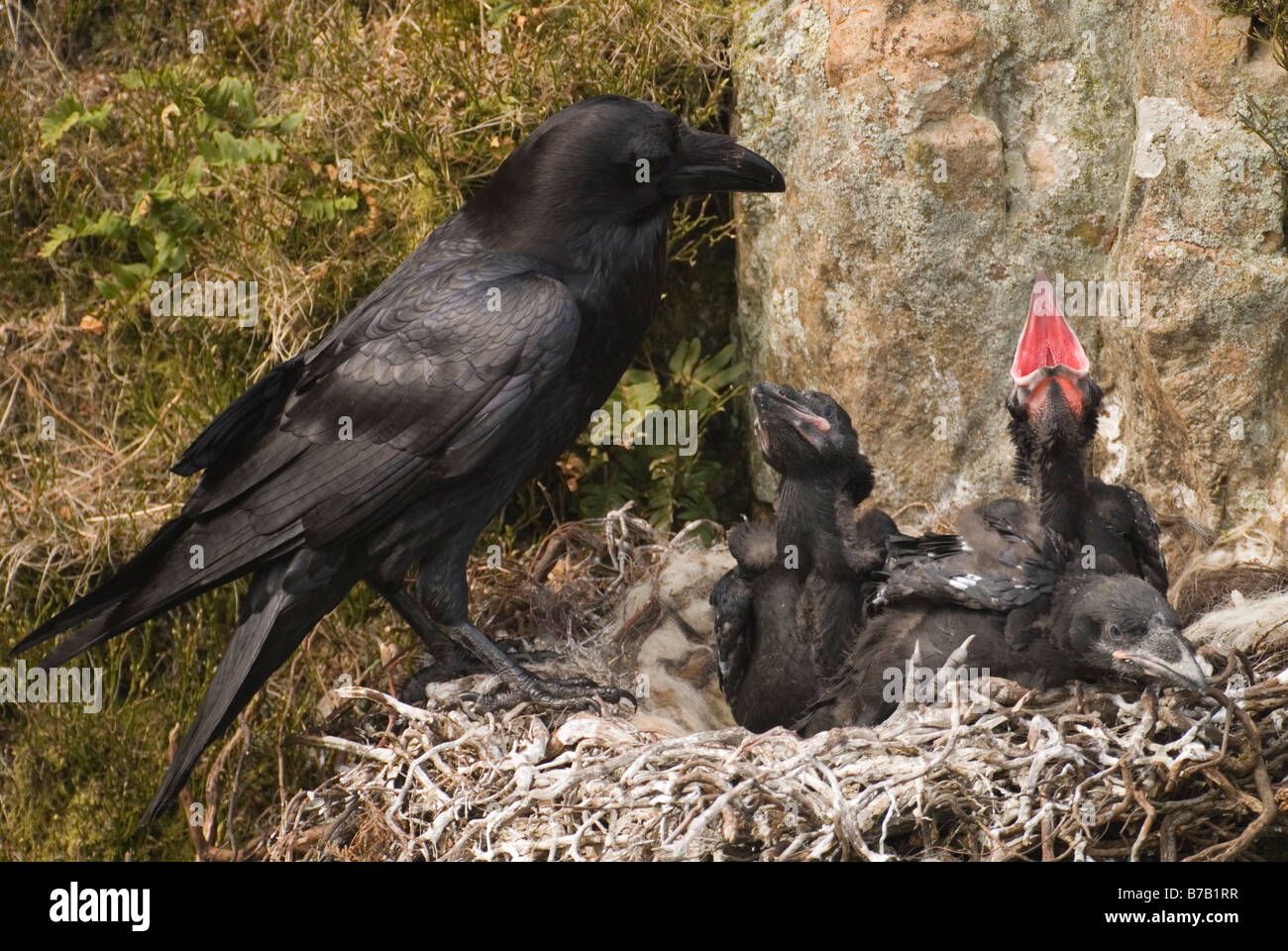 Adult raven Corvus corax and chicks on nest with mouths agape begging for food Dumfries Galloway Scotland April Stock Photo