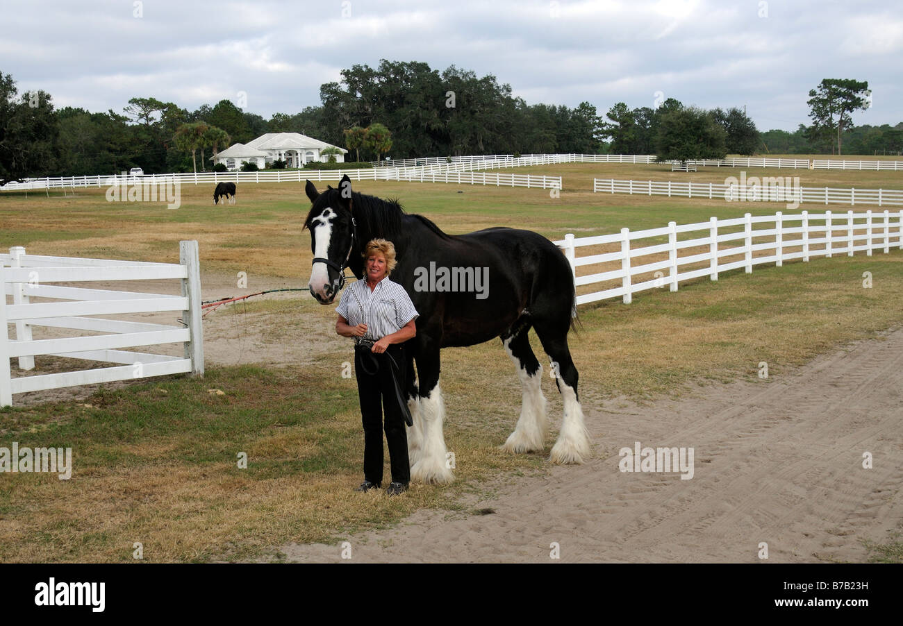 Candy Moulton holding one of her shire horses at the New England Shire