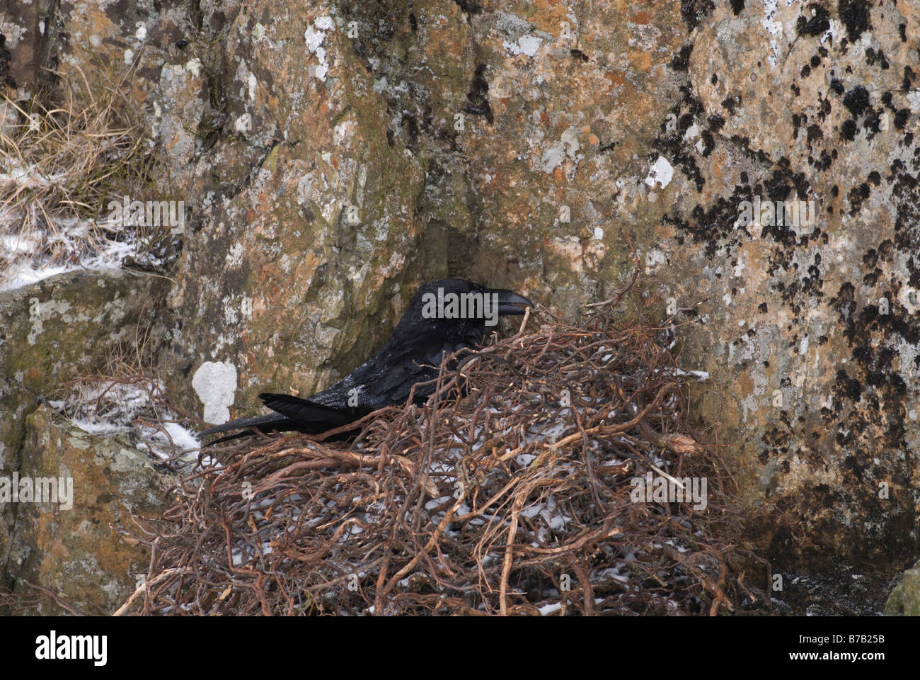 Raven Corvus corax sitting on eggs Dumfries Galloway Scotland March ...