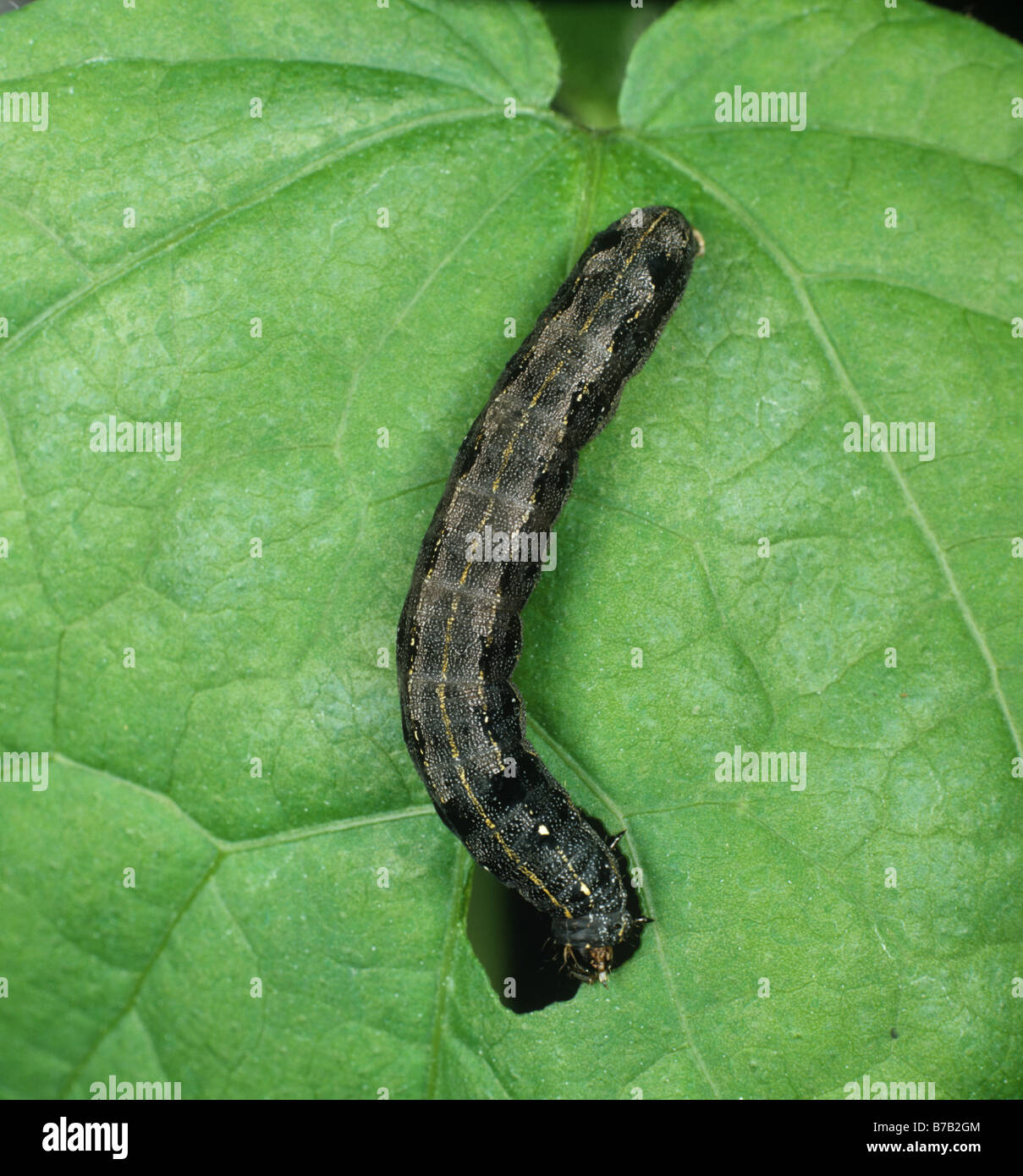Cotton leafworm or armyworm Spodoptera littoralis caterpillar feeding on a cotton leaf Stock Photo