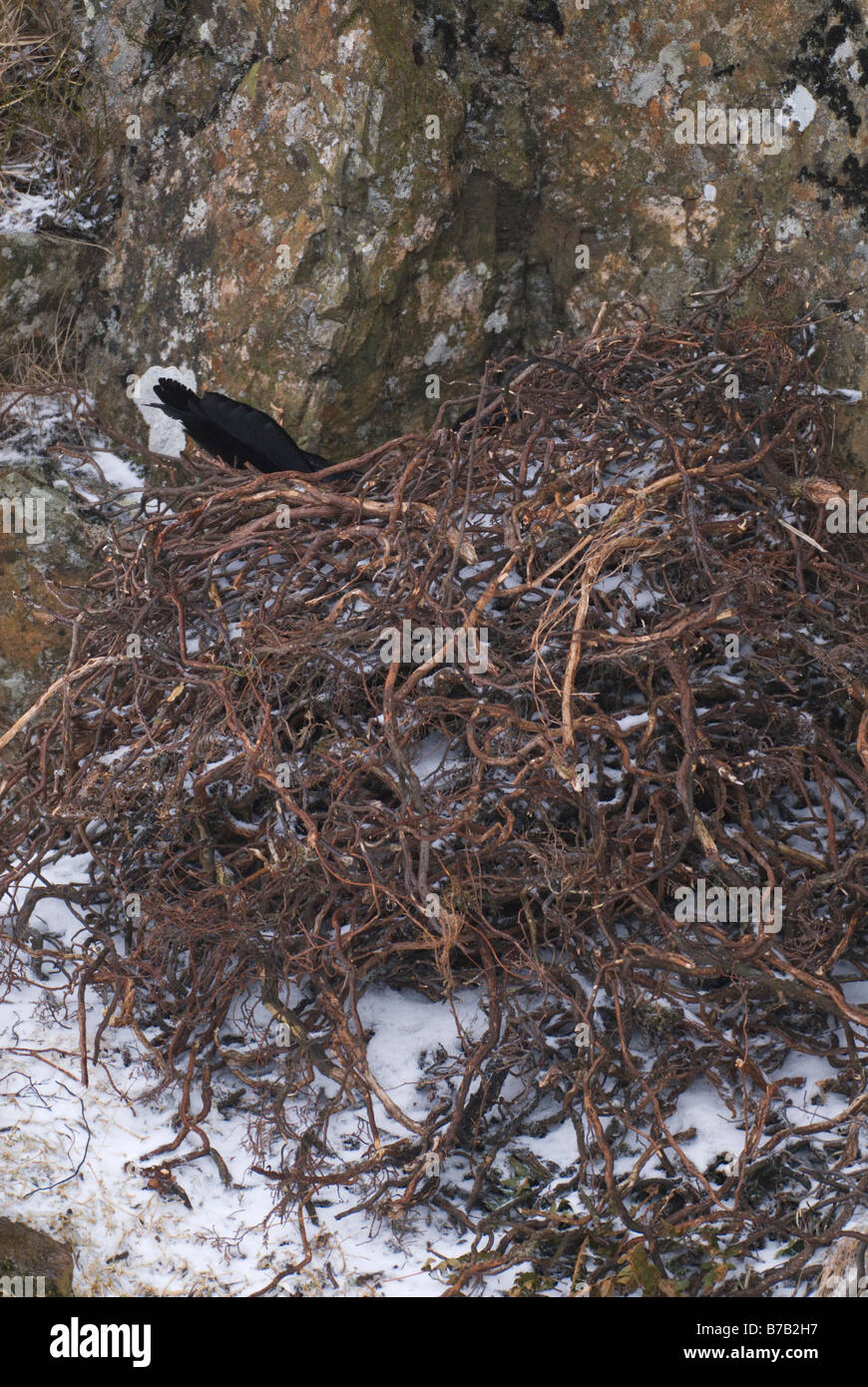 Raven Corvus corax female sitting on eggs with only tail feathers showing Dumfries Galloway Scotland March Stock Photo