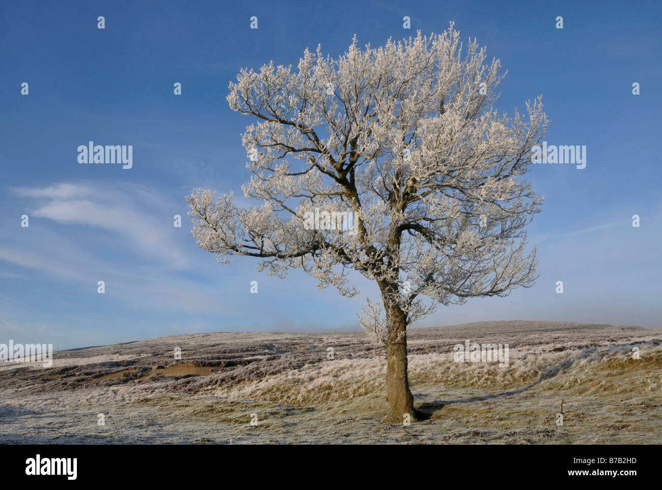 Lone winter tree near Stanhope North Pennines Stock Photo