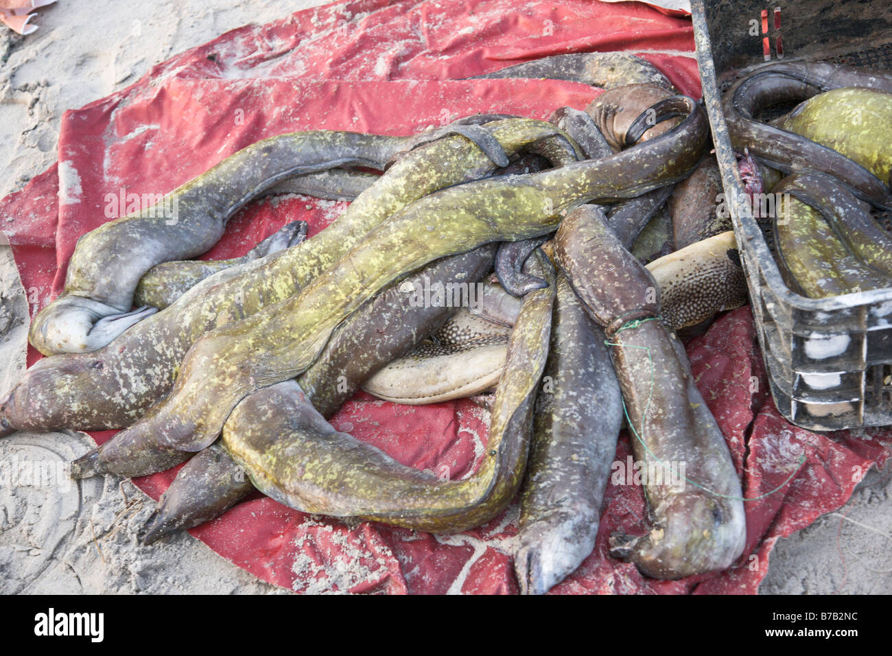 Piles of fish dot the beach at this beachside fish market in Dakar ...