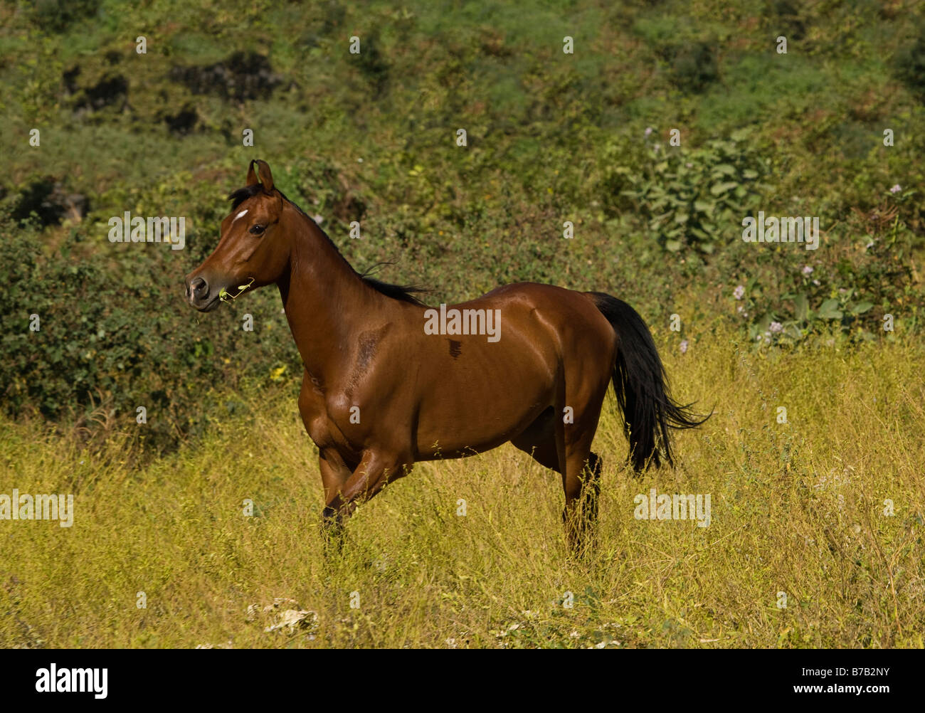 Horse India curved ears exotic Asia Asian Indian Stock Photo Alamy