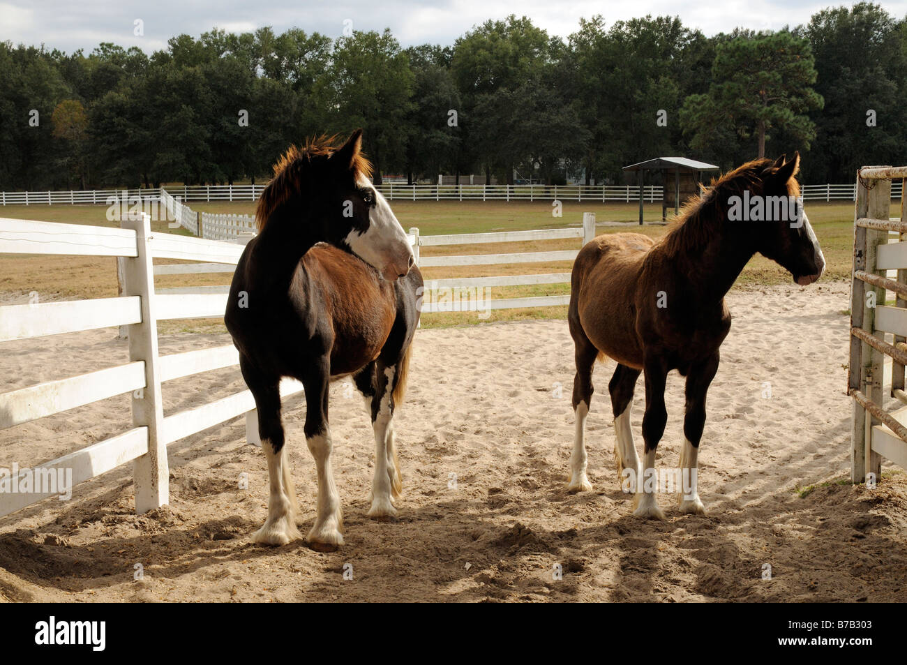 New England Shire Horse Center in Ocala Florida USA two young shire horses Stock Photo