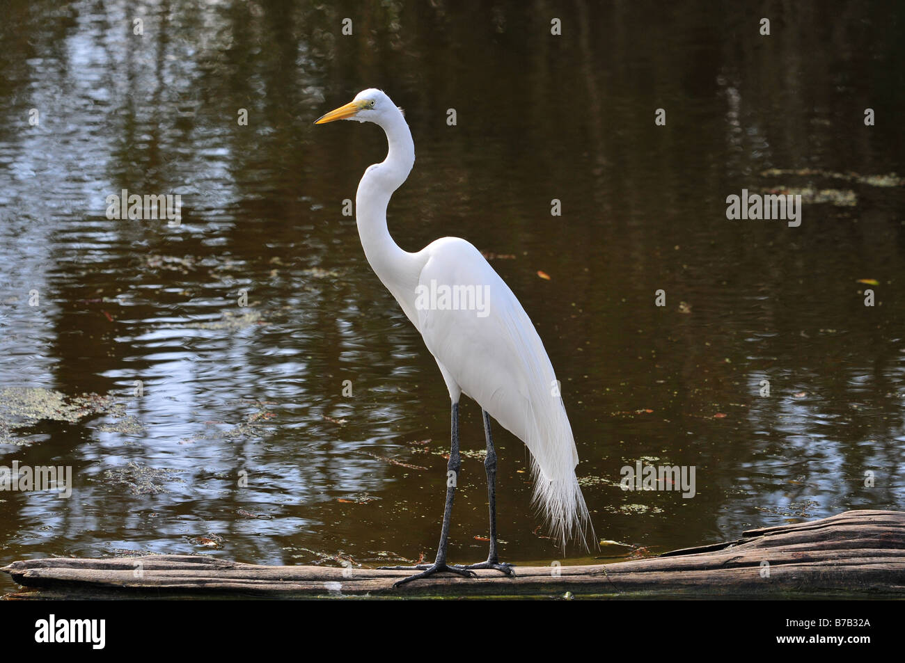 Louisiana swamp bird hi-res stock photography and images - Alamy
