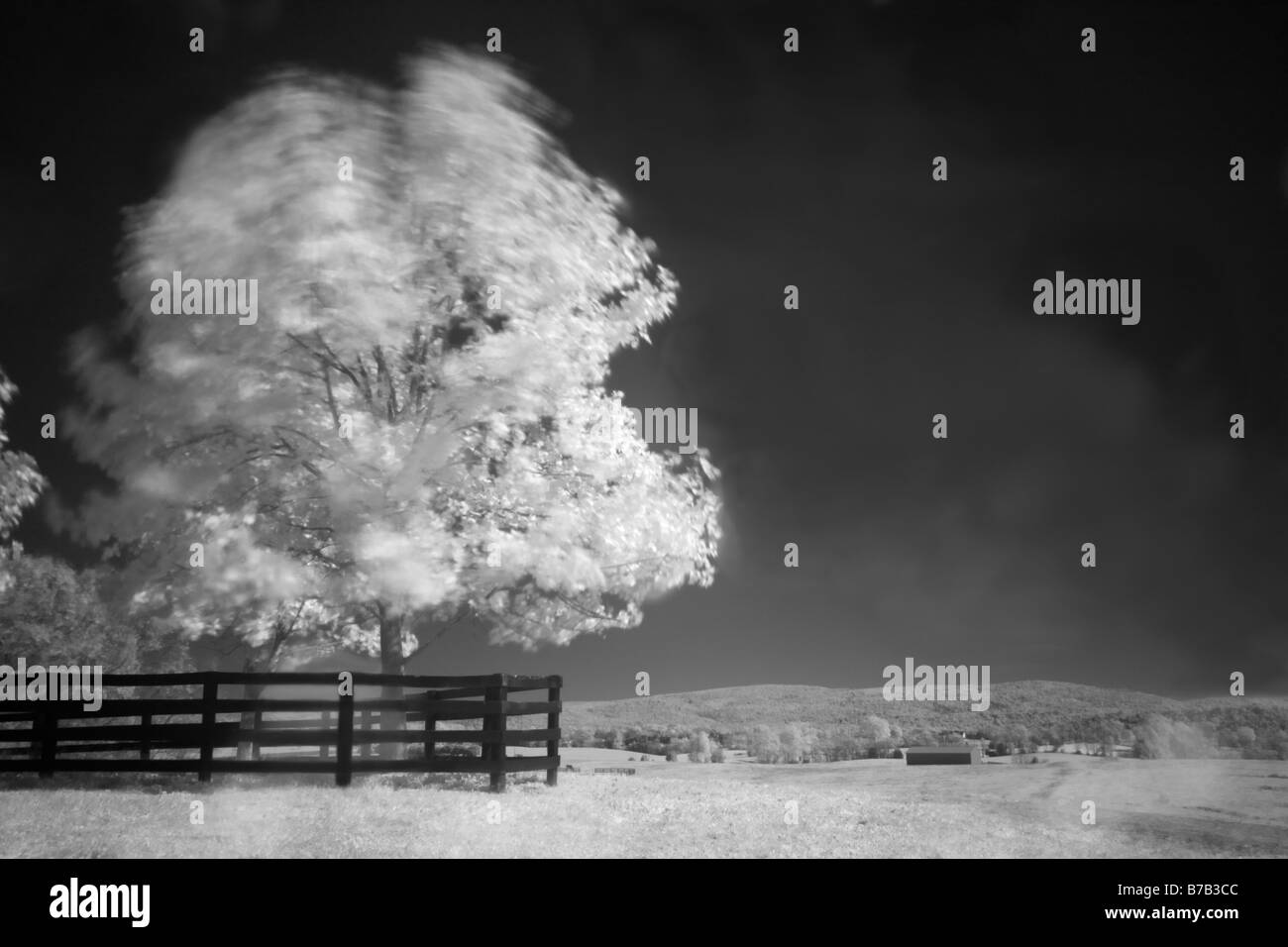 Infrared photo of a tree blowing in the wind at Historic Long Branch in Millwood Virginia Stock Photo