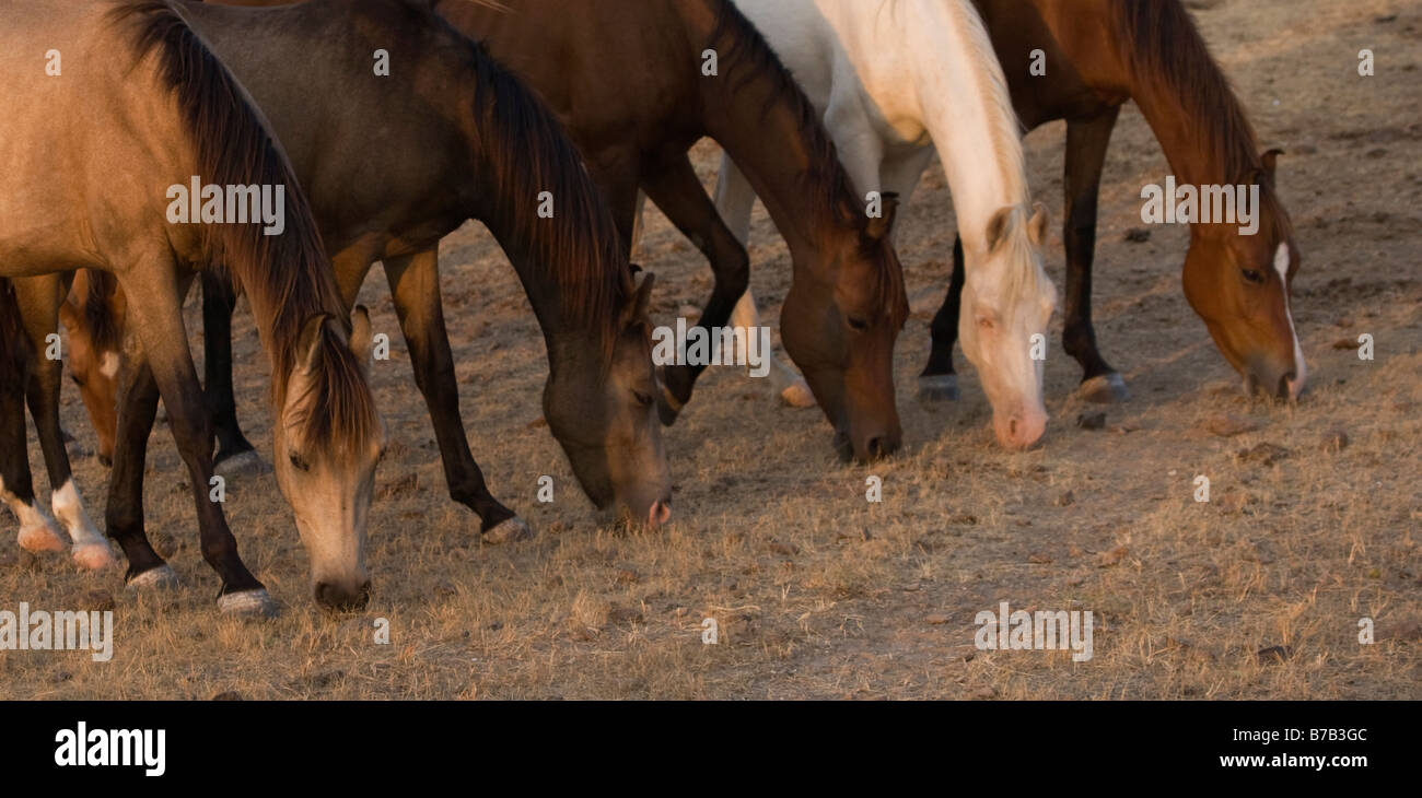 Horse India curved ears exotic Asia Asian Indian Stock Photo Alamy