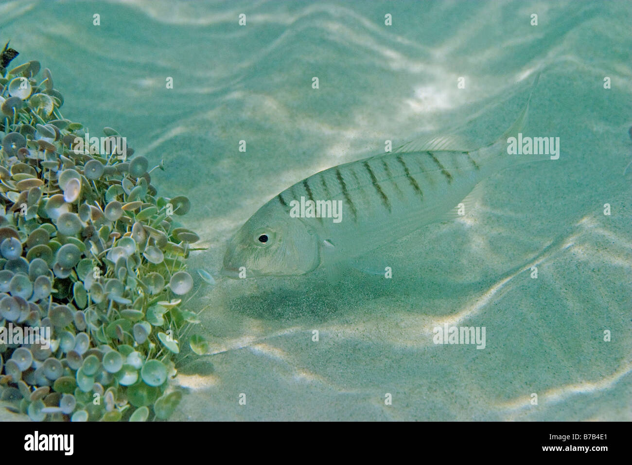 striped seabream foraging for food at shallow waters Stock Photo