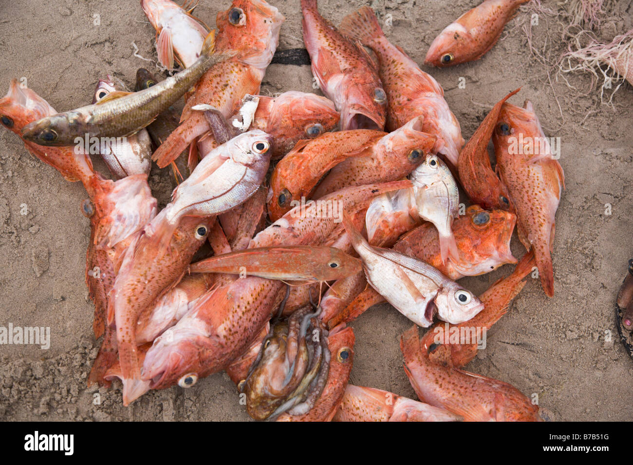 Piles of fish dot the beach at this beachside fish market in Dakar, Senegal  Stock Photo - Alamy