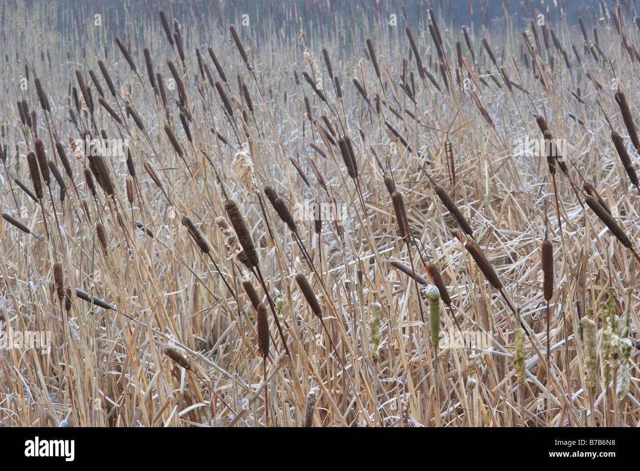 Great Reedmace bed. (Typha latifolia) Stock Photo