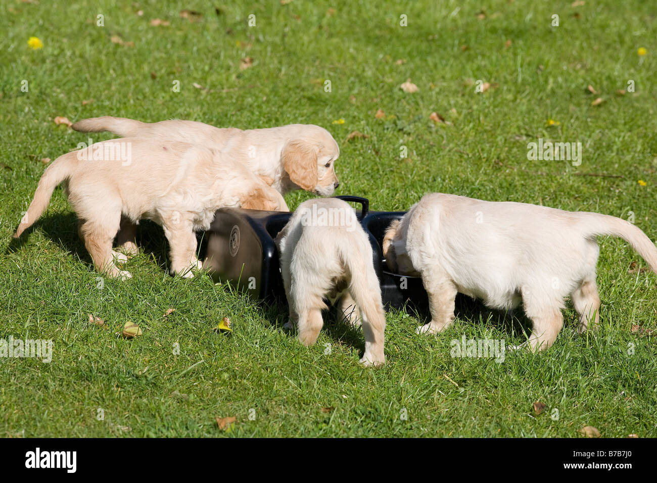 Royal canin hires stock photography and images Alamy