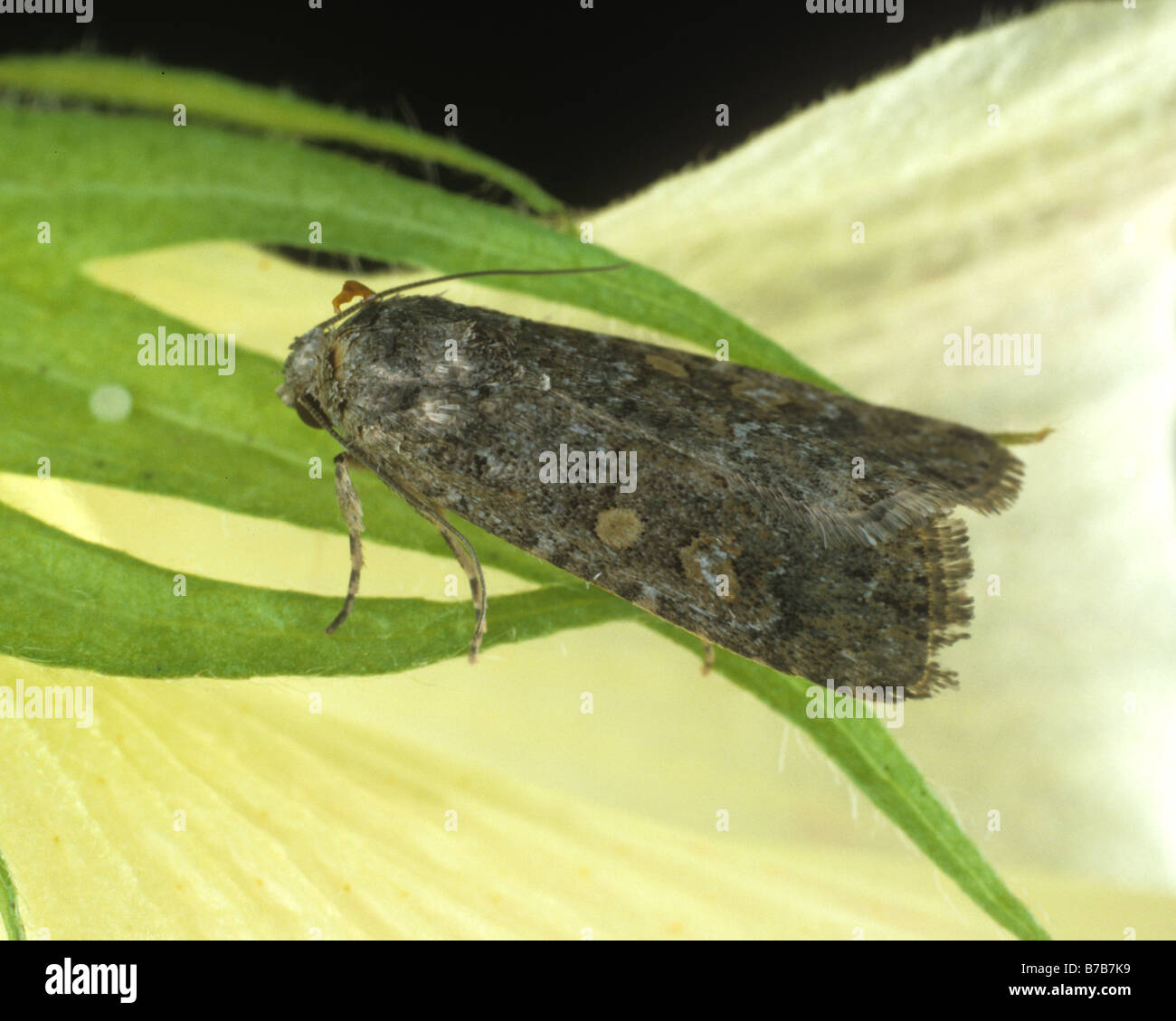 Lesser armyworm Spodoptera exigua moth on cotton square Stock Photo