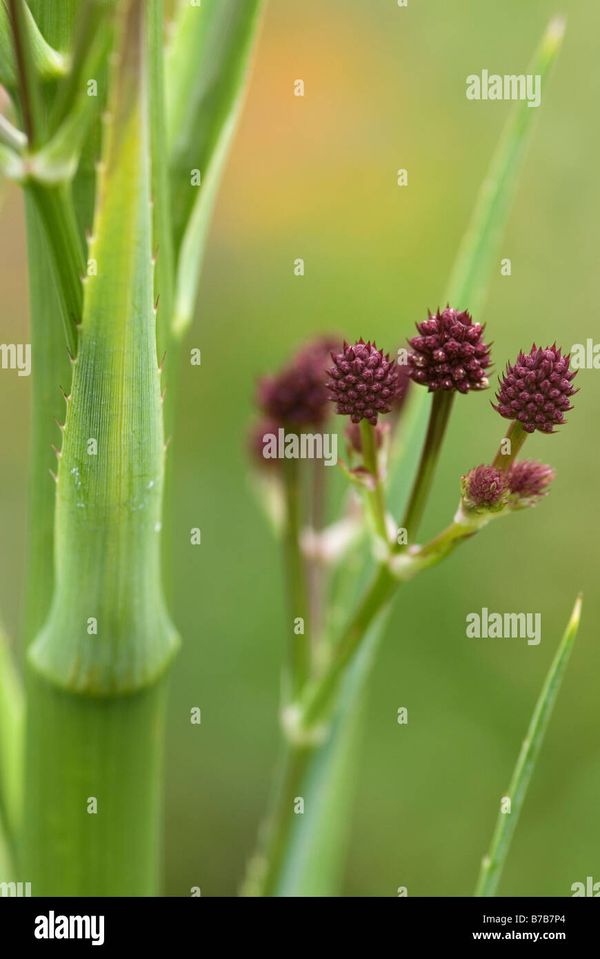 ERYNGIUM PANDANIFOLIUM PHYSIC PURPLE Stock Photo Alamy