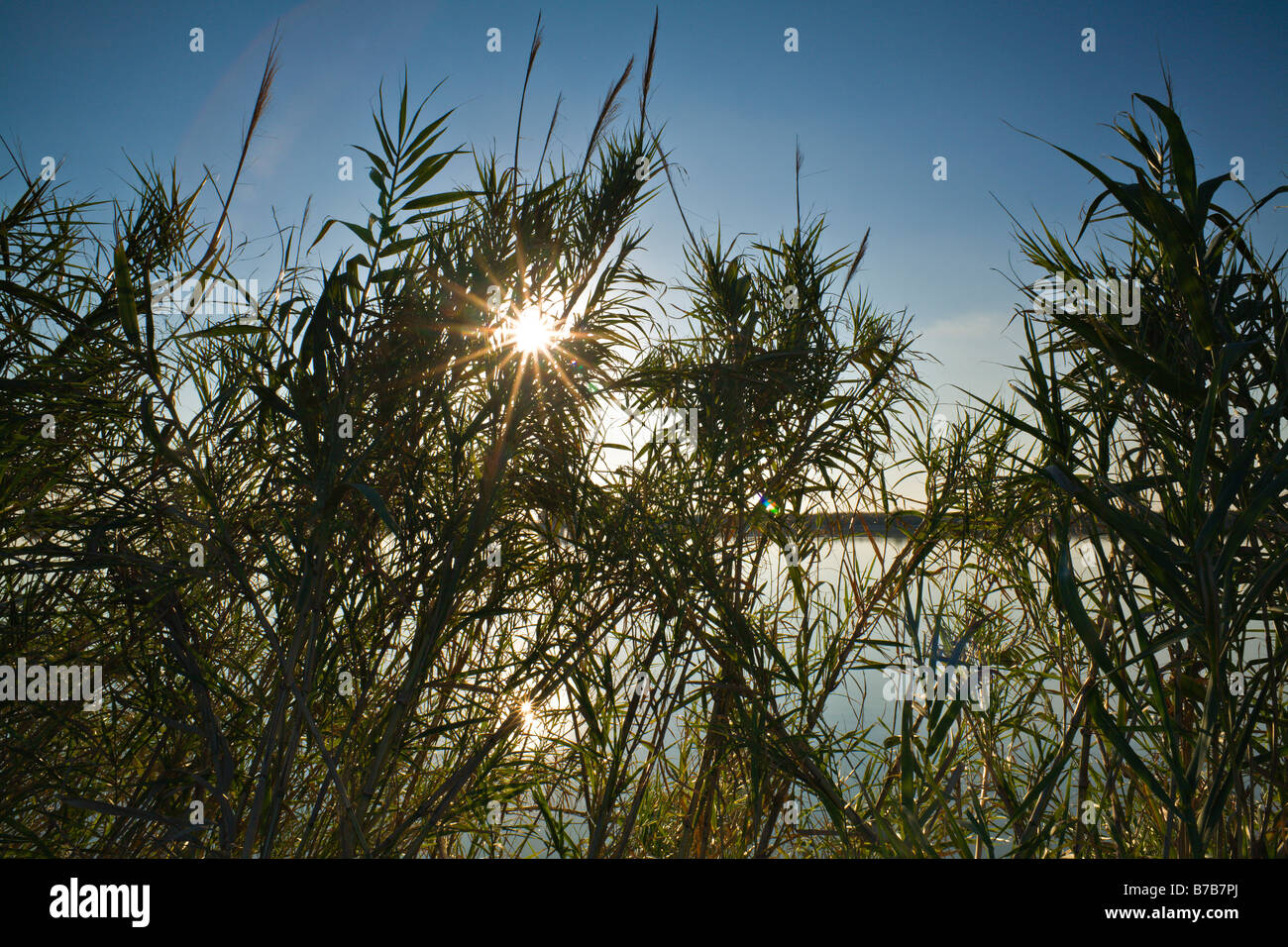 A sun star peaks through the grass at the Donna Reservoir in Donna, Southern Texas, USA. Stock Photo