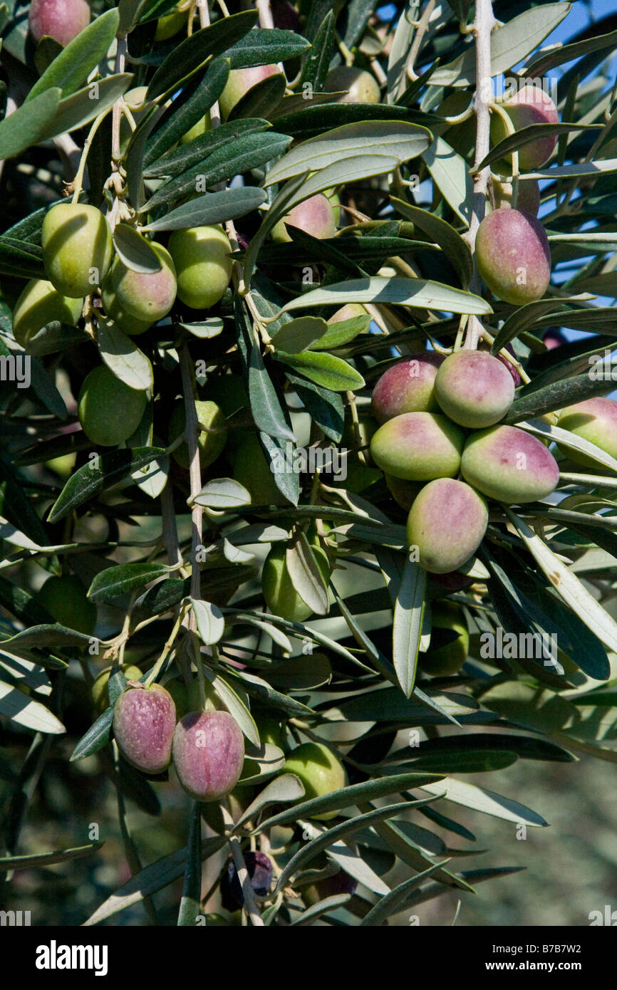 Olives on a Branch in Cyprus Stock Photo