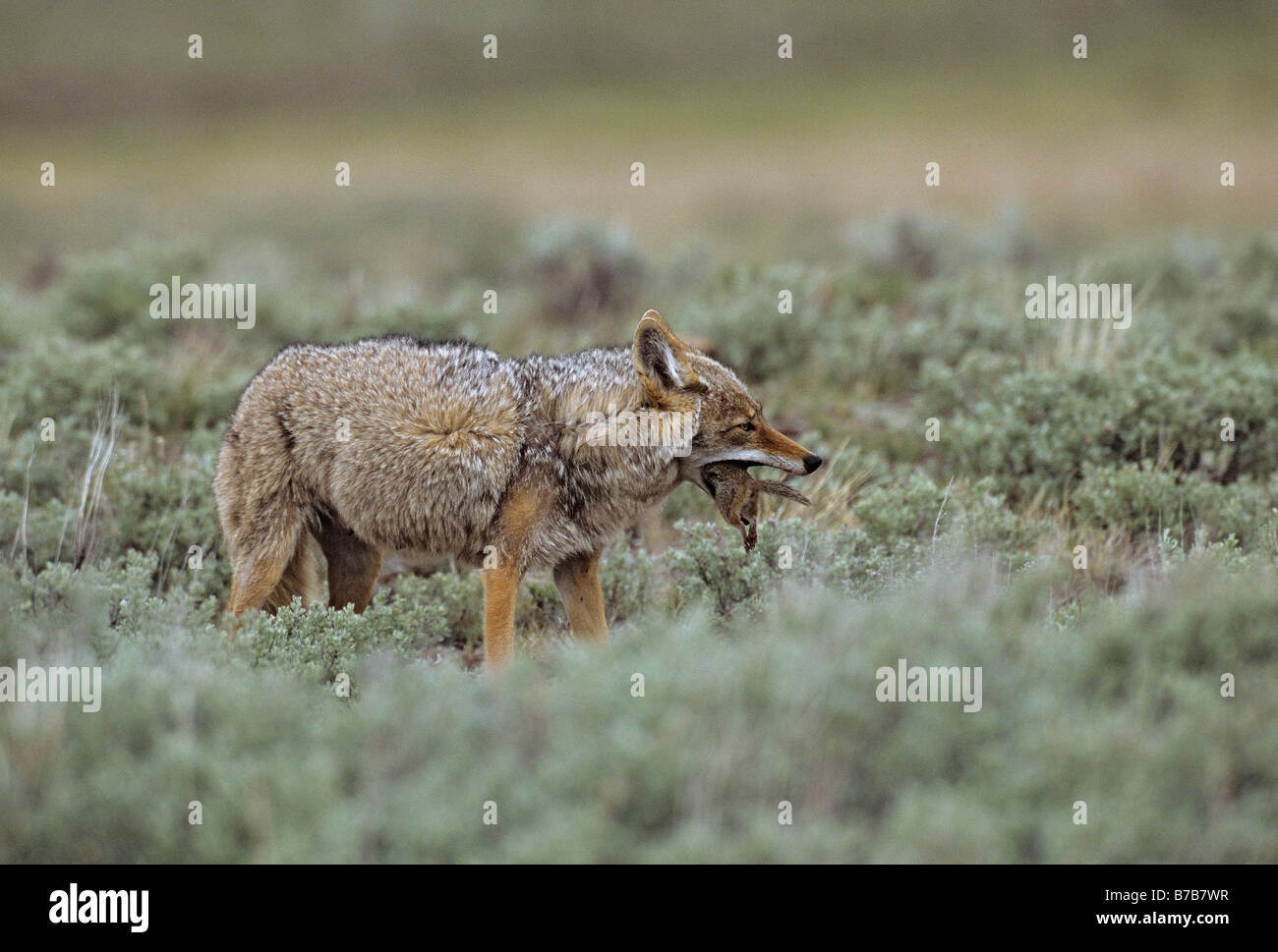 Unlucky Ground Squirrel Stock Photo