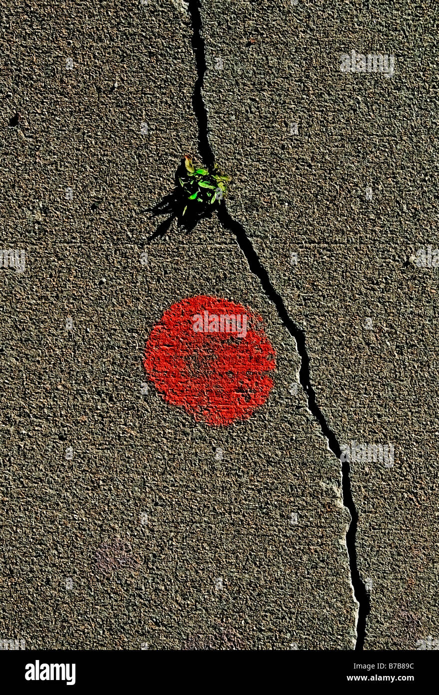 Plant growing in crack sidewalk hi-res stock photography and images - Alamy