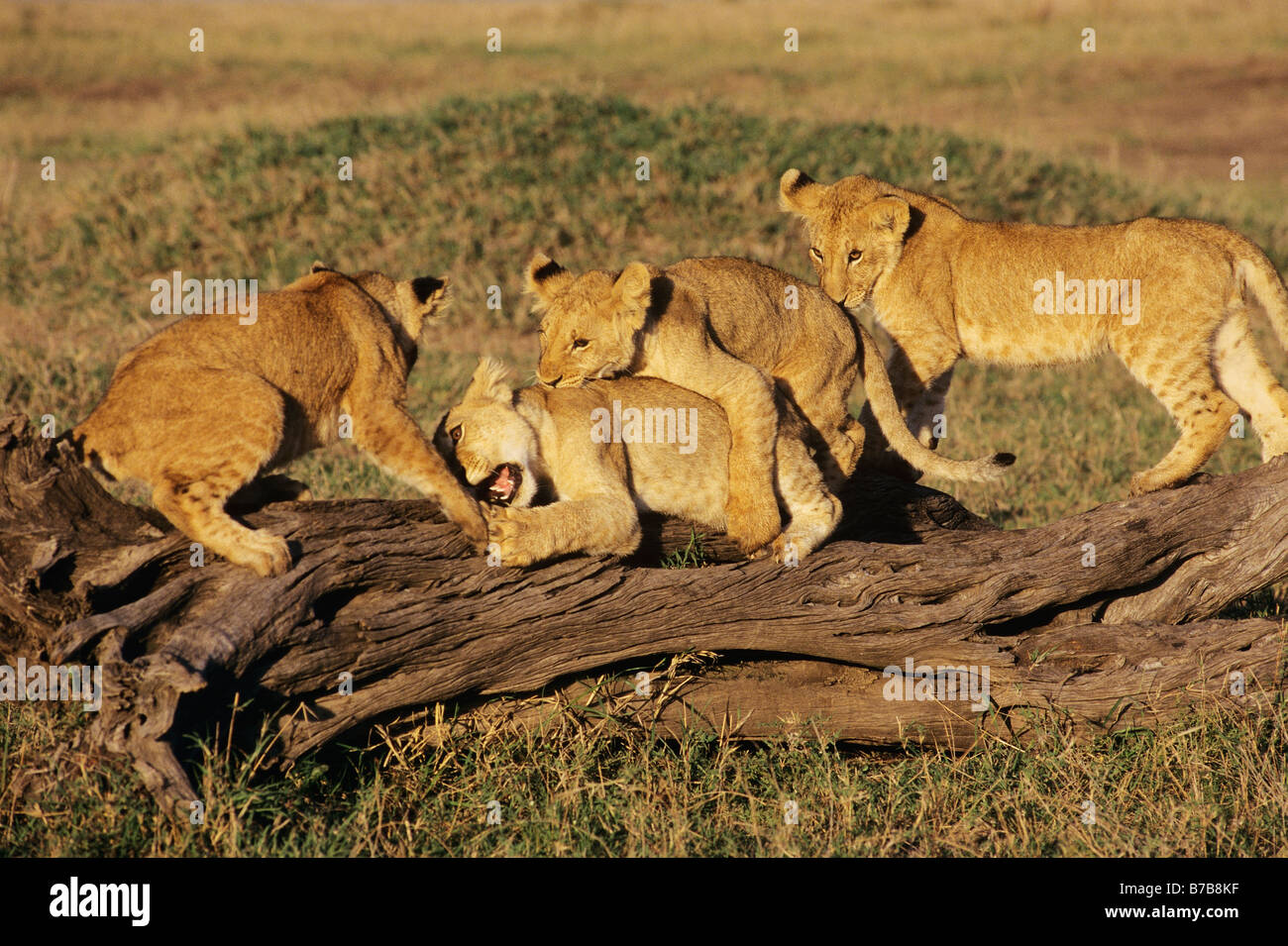Lion Cubs at Play Stock Photo