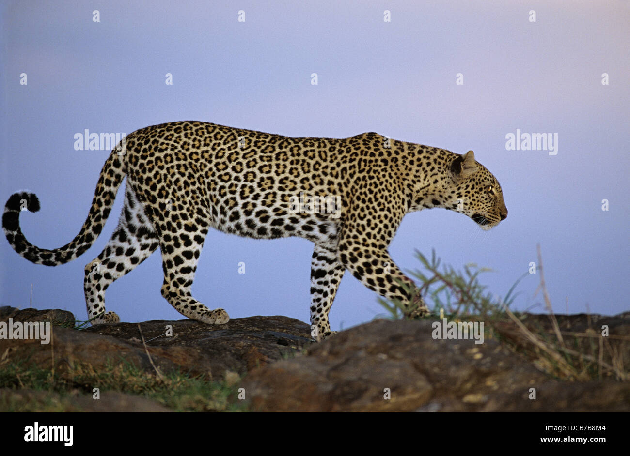 Leopard Against a Purple Sky at Dusk Stock Photo