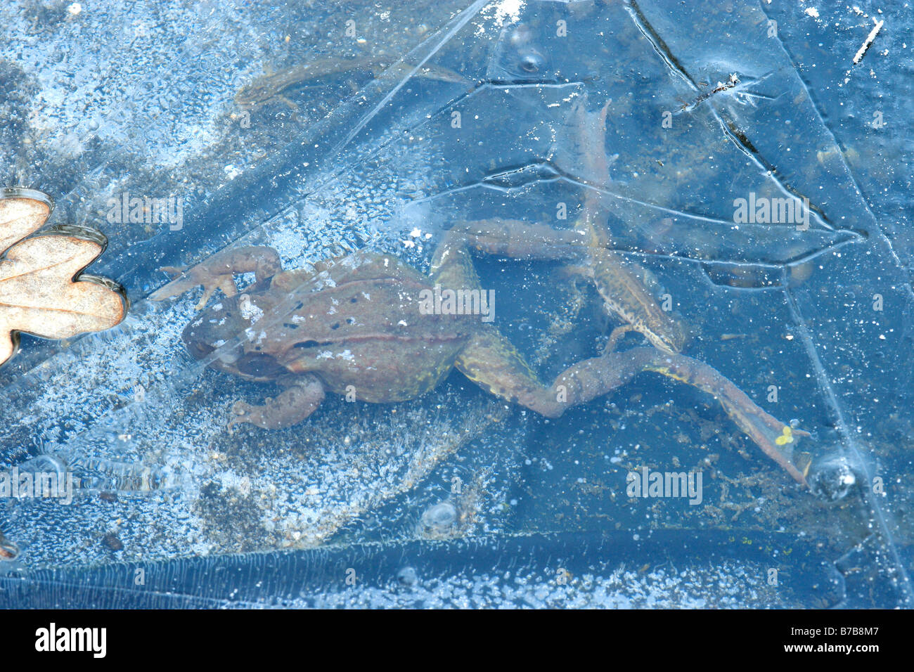 Common Frog (Rana temporaria) & Smooth Newt (Triturus Vulgaris) Trapped under Pond Ice Stock