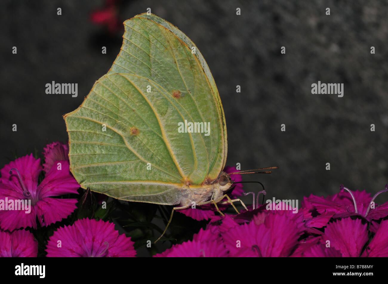 White angled sulphur clorinde butterfly hires stock photography and