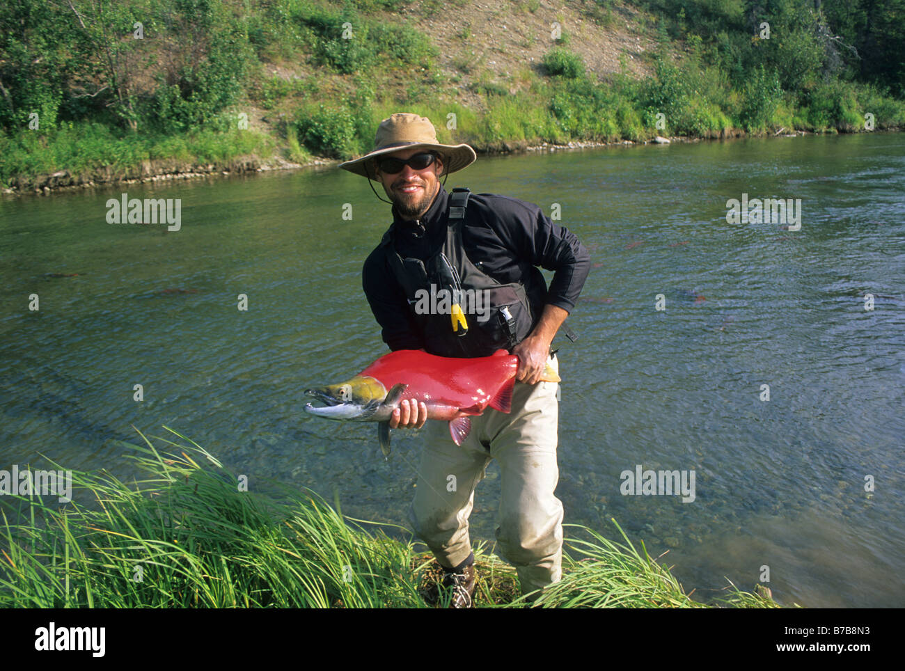 a fly fisherman holds a large sockeye salmon caught while fly fishing
