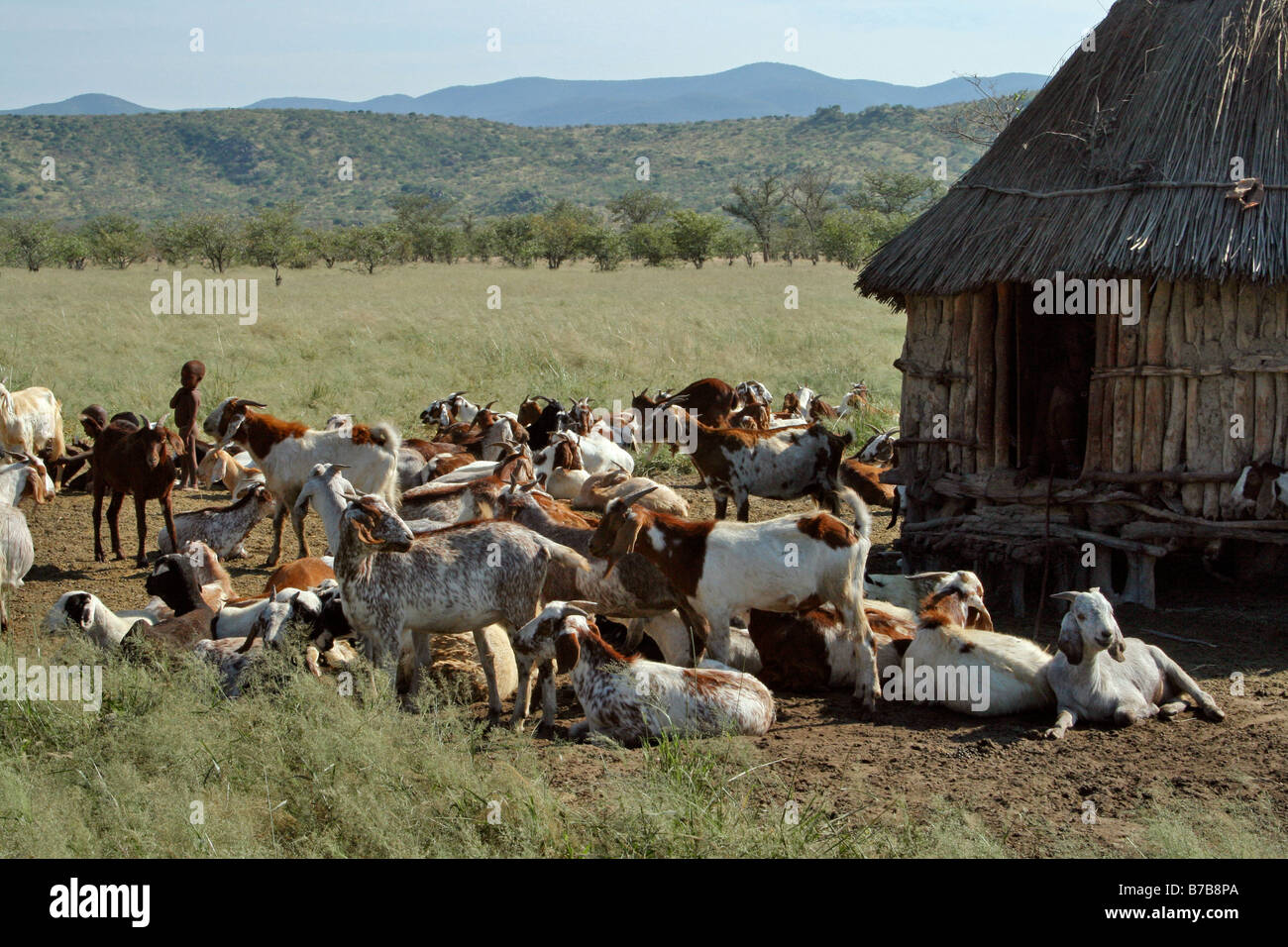 Africa, Namibia, Himba, Cattle, Goats, Hut Stock Photo Alamy