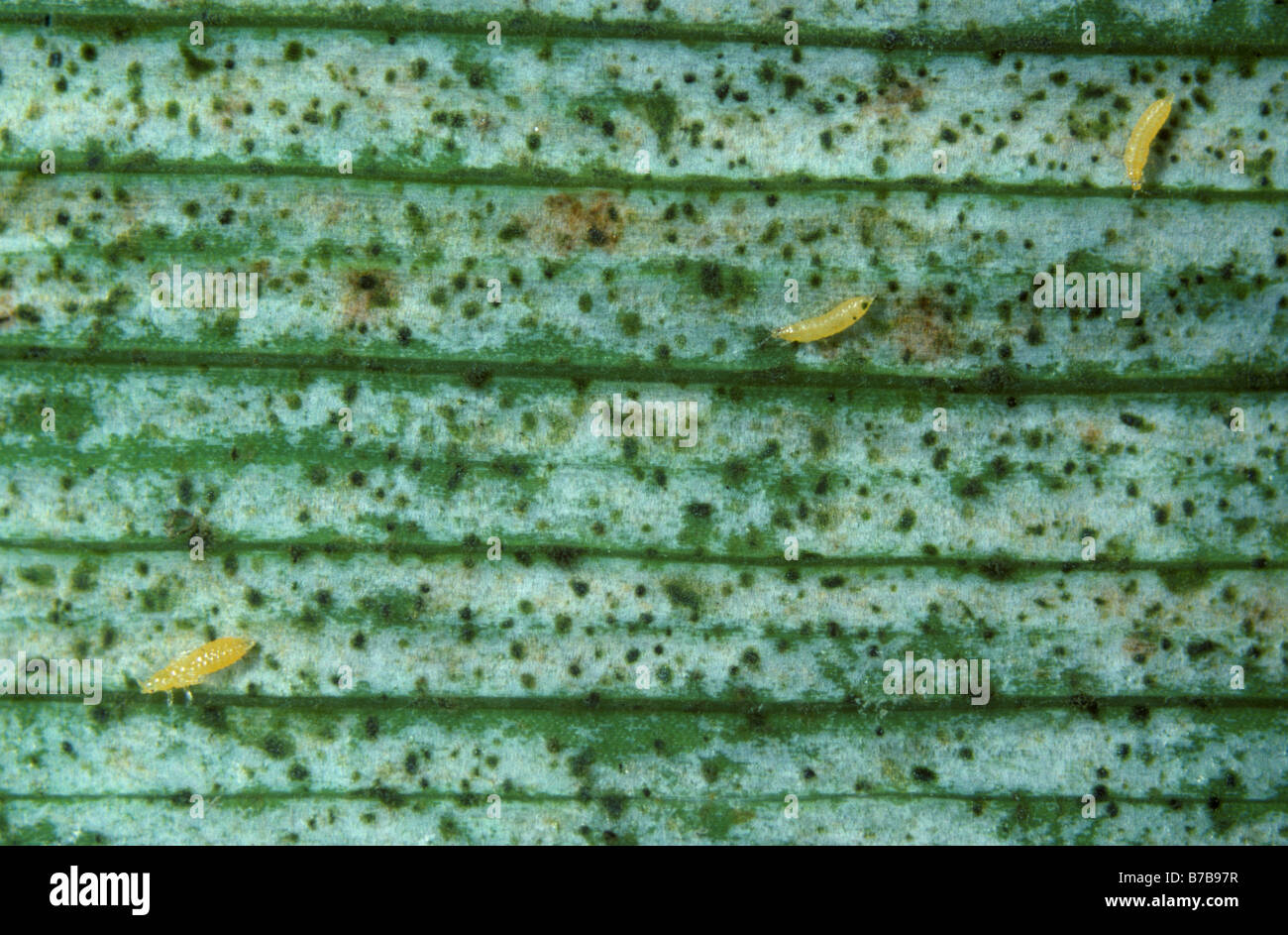 Gladiolus thrips Thrips simplex nymphs on damaged Gladiolus leaf Stock