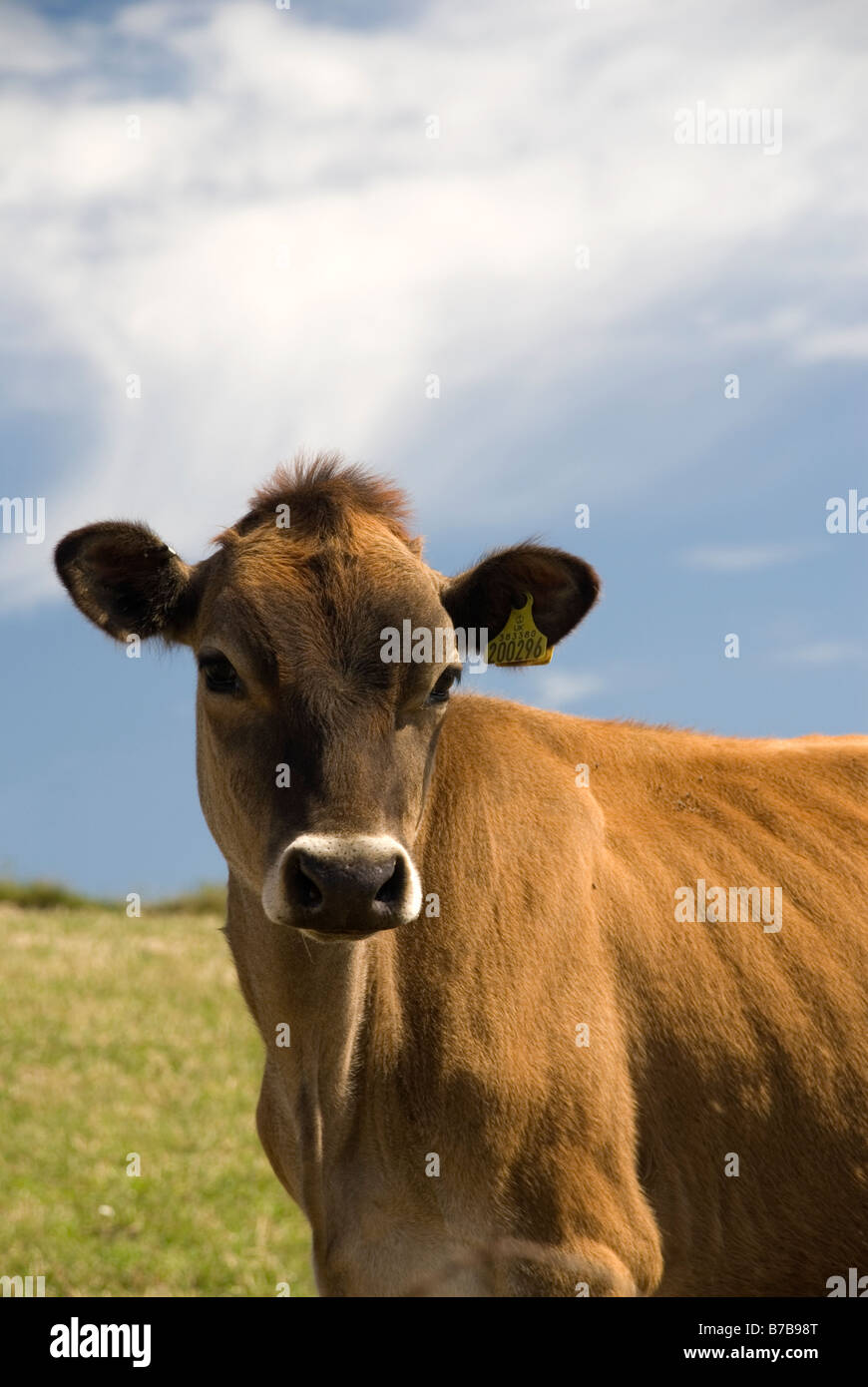 Jersey store cow pictures