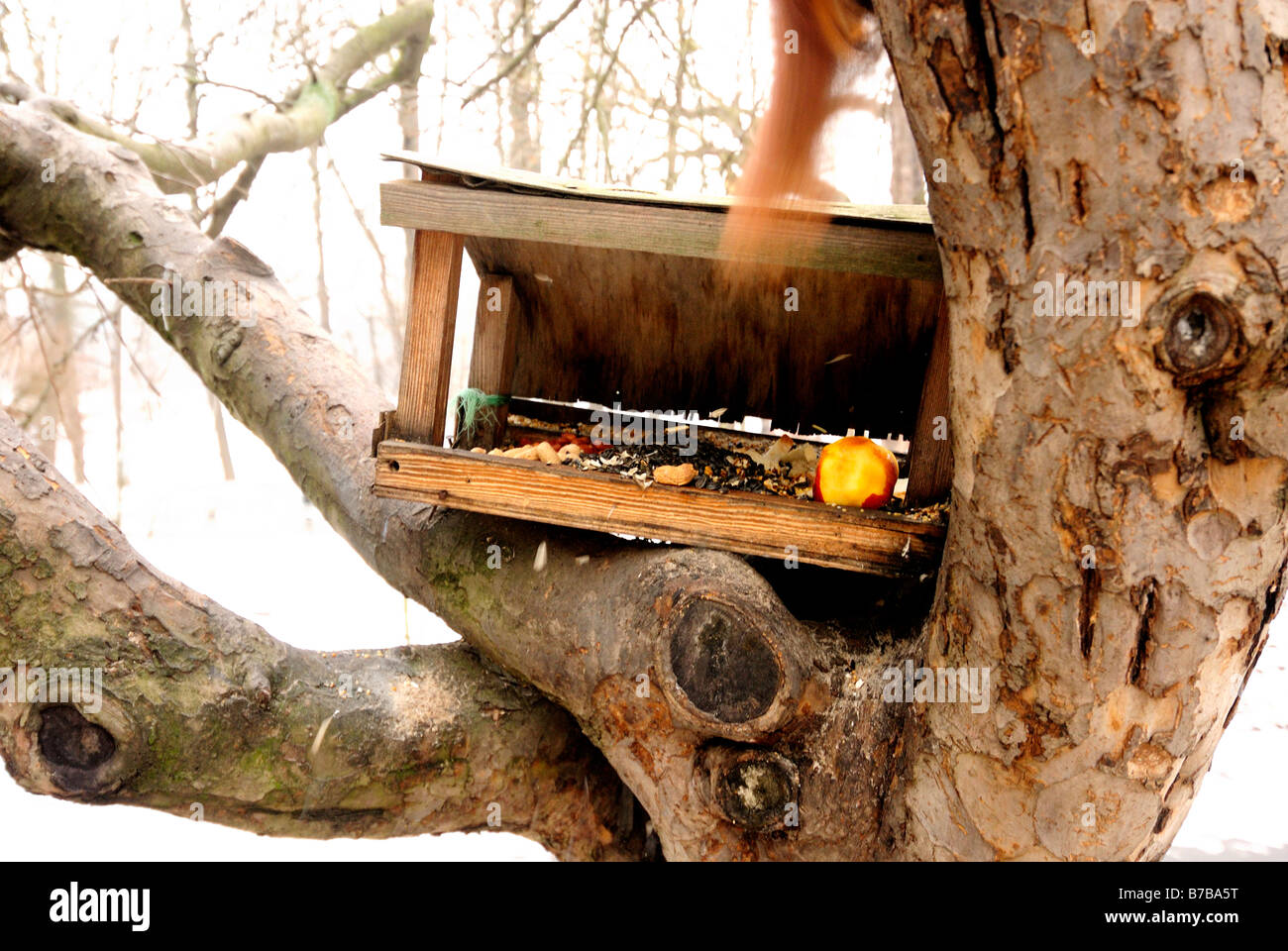 Squirrel Stealing Bird Food Stock Photo Alamy
