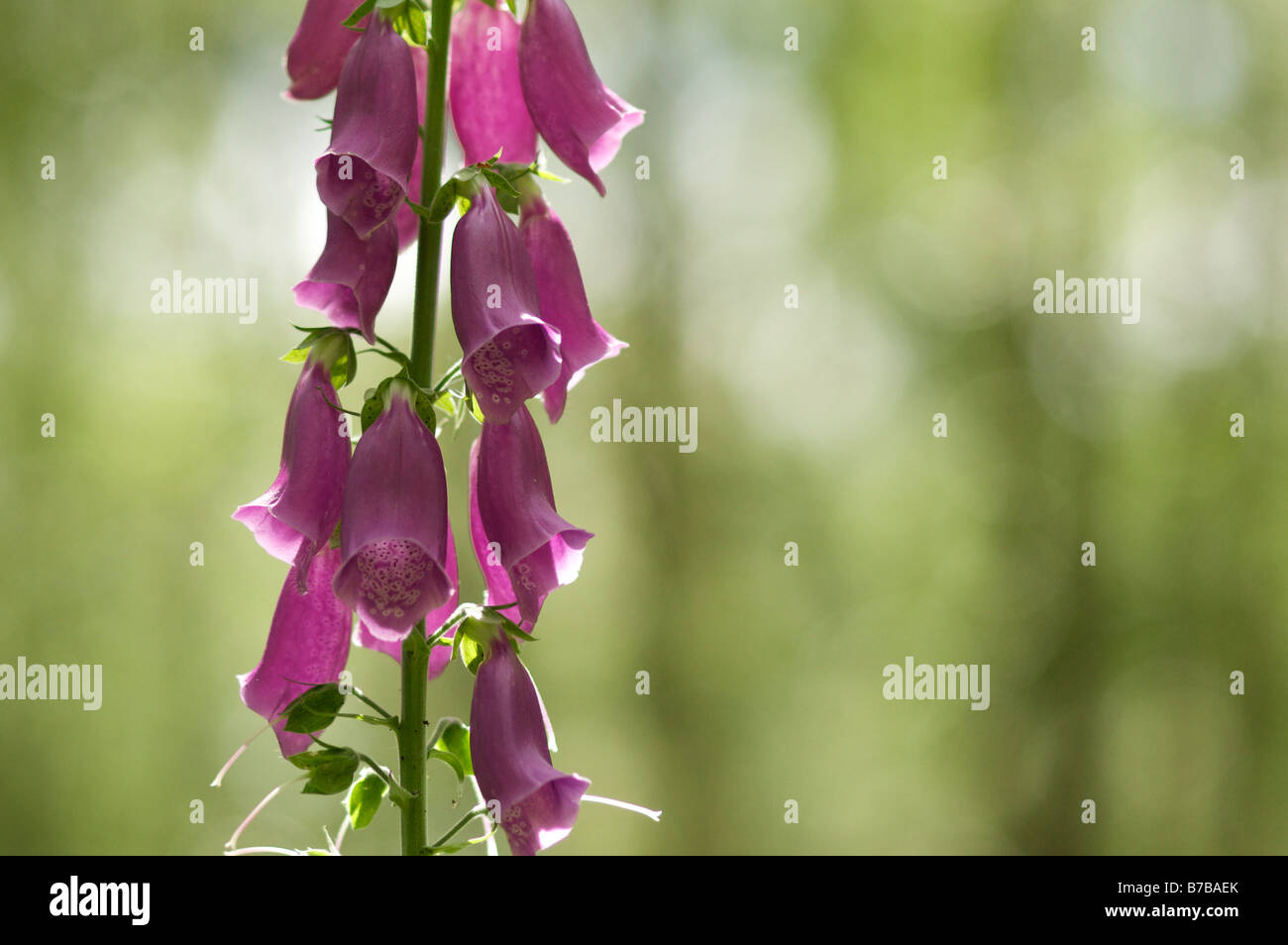 Foxglove in a Forest Stock Photo - Alamy