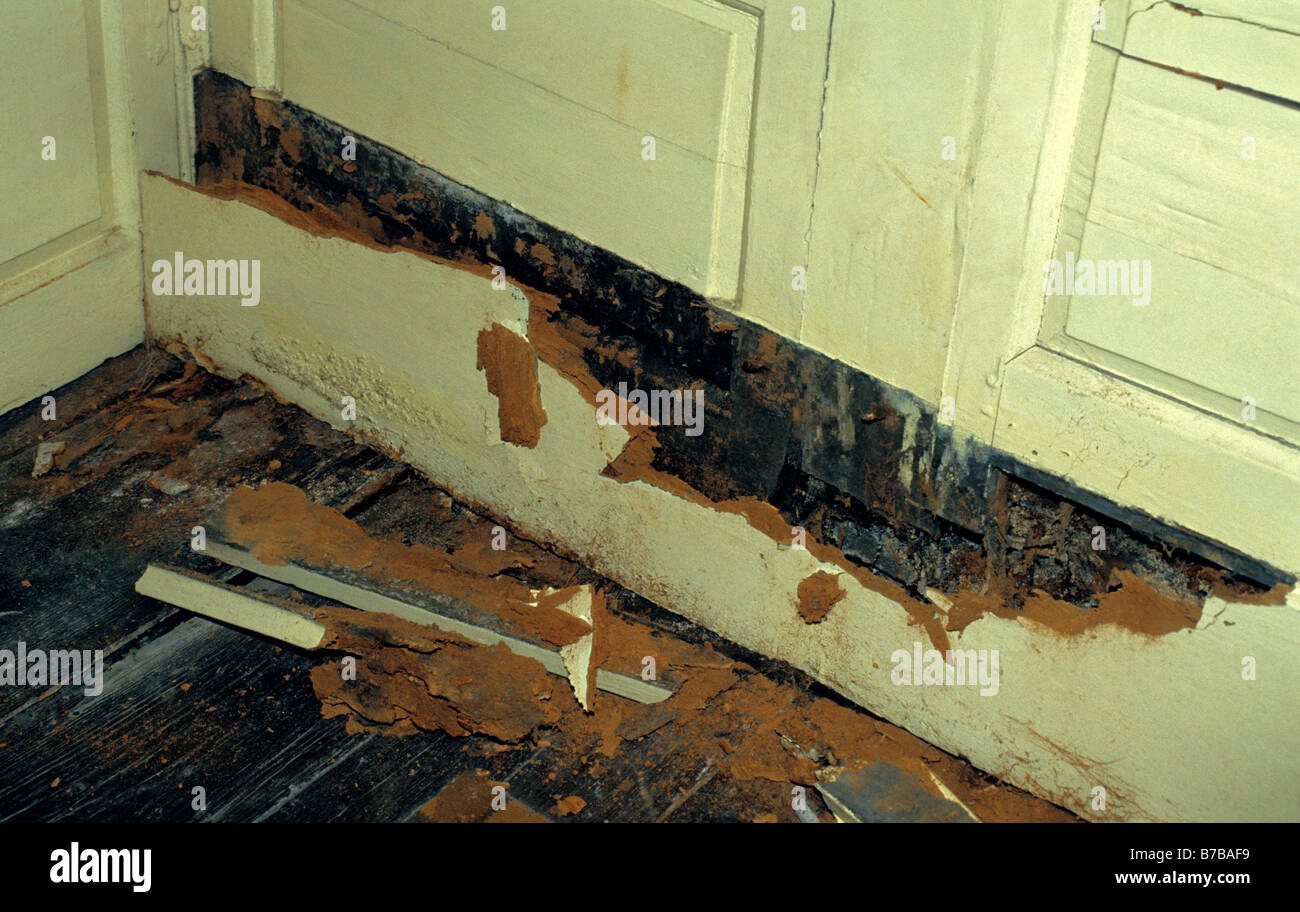 Details more than 126 dry rot skirting board best