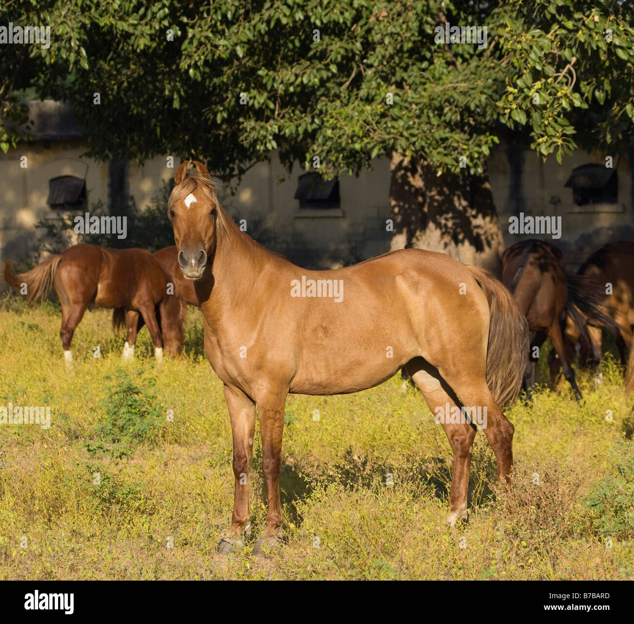 Horse India curved ears exotic Asia Asian Indian Stock Photo Alamy