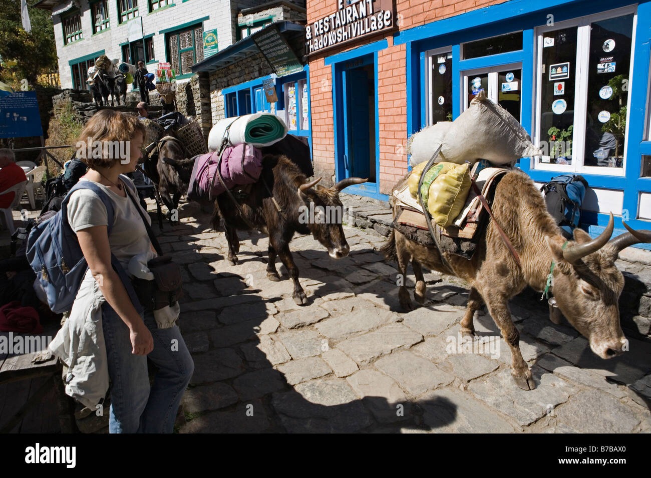 Zopkio carrying goods in Thadokoshi village in Khumbu region Nepal Stock Photo