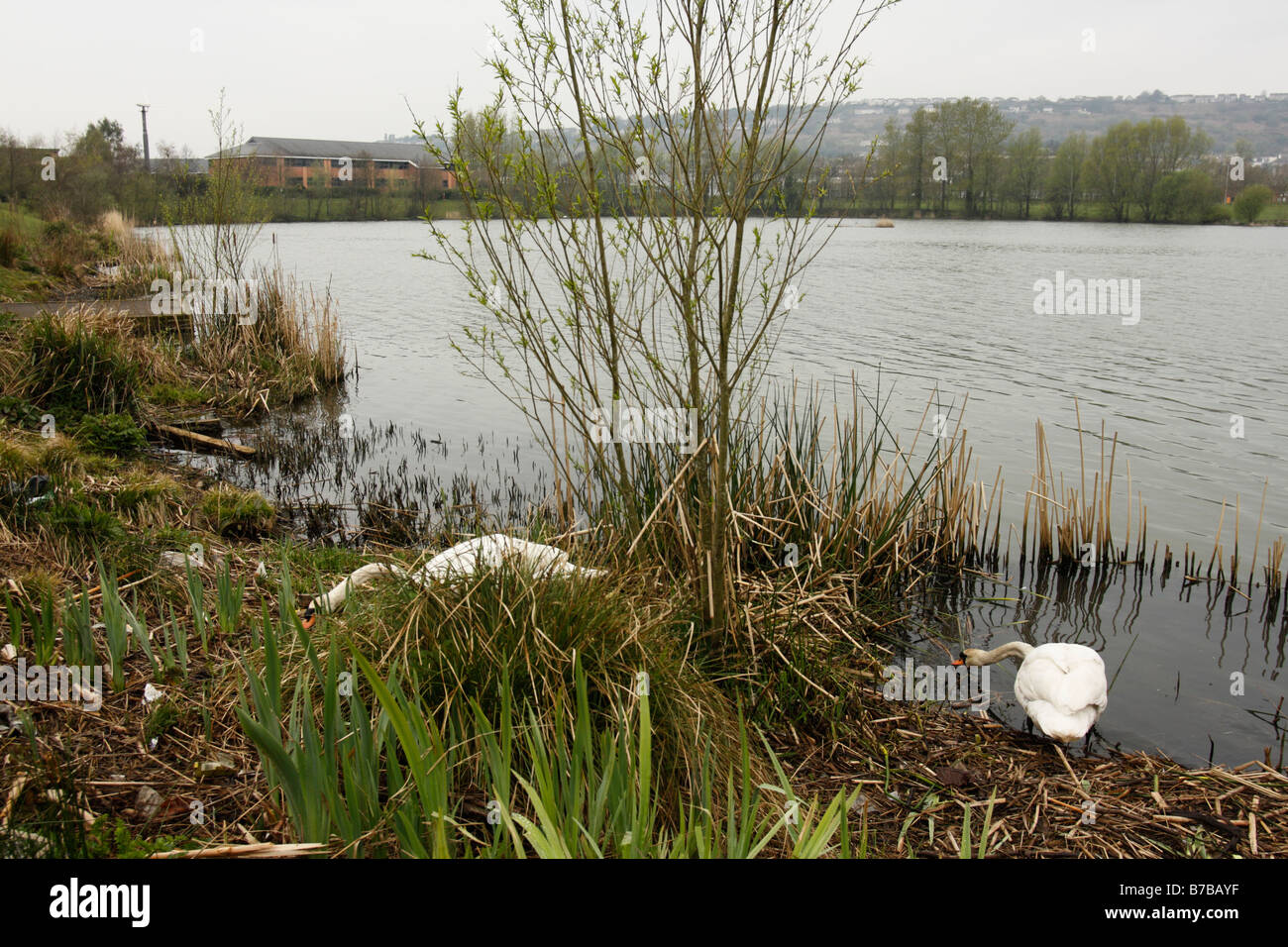 MUTE SWANS, Cygnus olor, nestbuilding on Fendrod Lake, Swansea, West Glamorgan, South Wales, U.K., in Spring Stock Photo