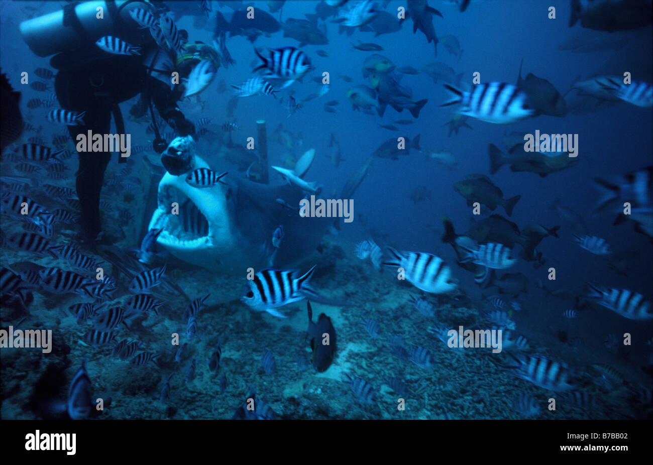 Diver hand feeding bull shark, Carcharhinus leucas, Beqa Lagoon, Viti