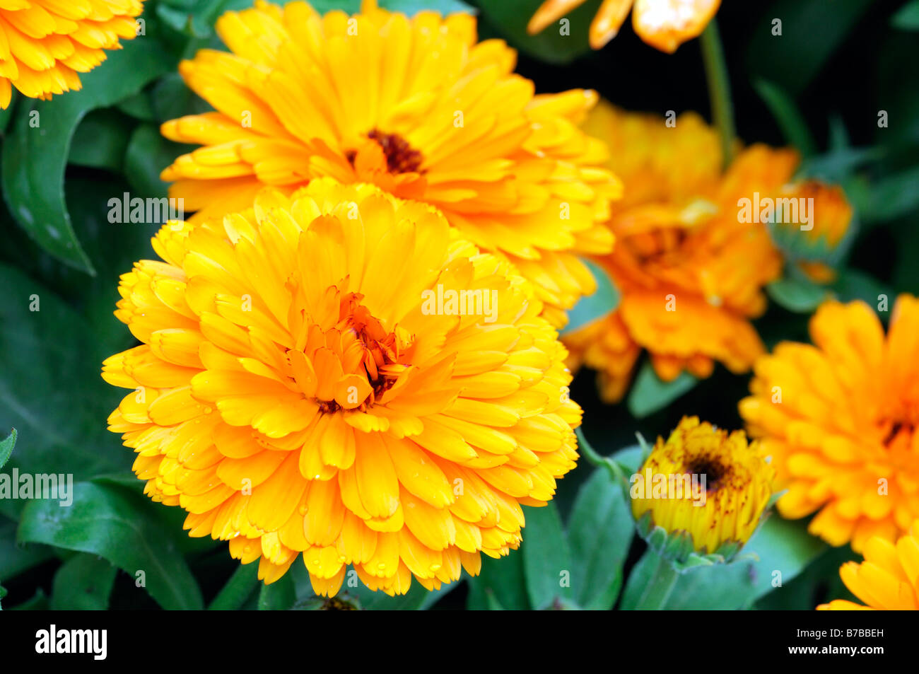 Calendula officinalis \ Calendula officinalis \